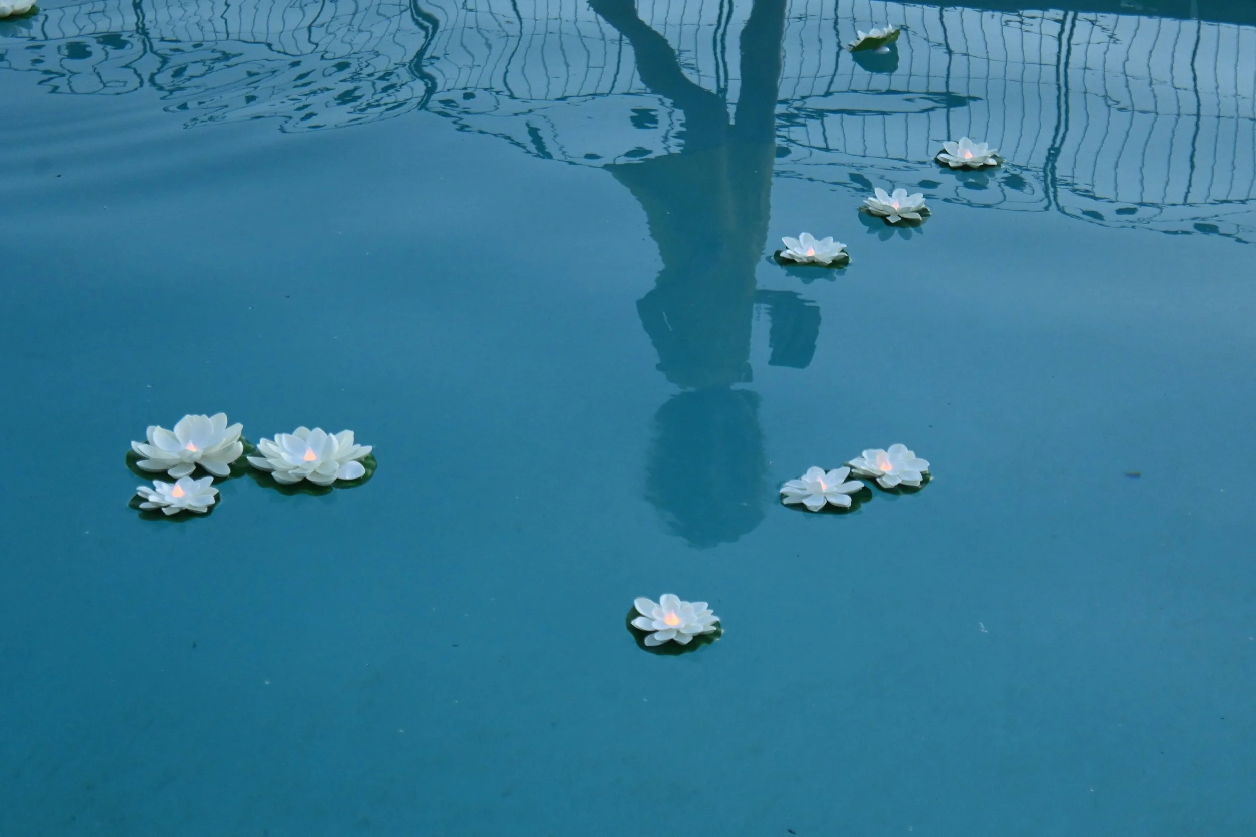 White floating flowers on a blue water pond with reflections of a railing and a tree.