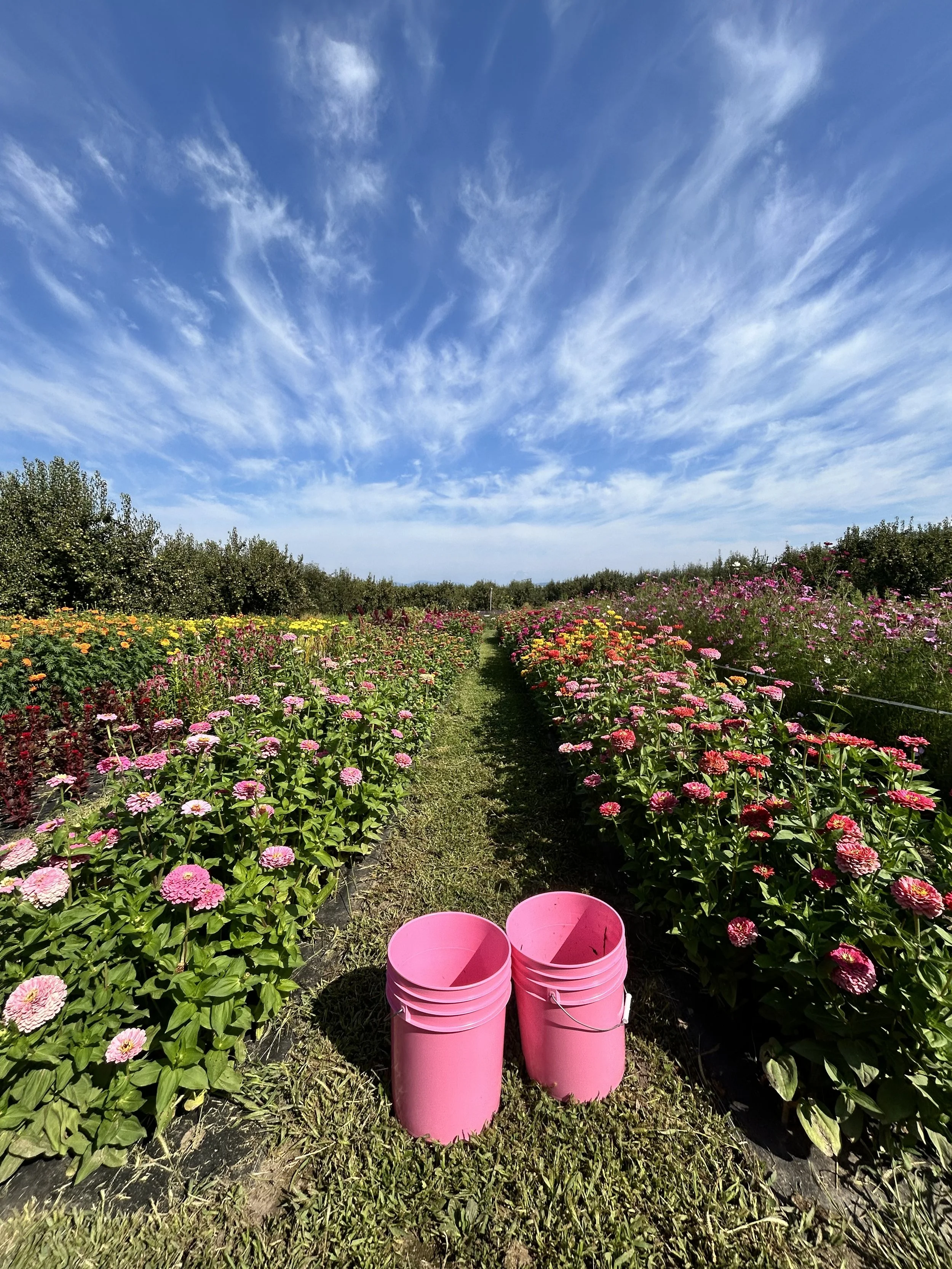 Pink buckets sitting in a flower farm aisle, surrounded by blooming colorful flowers on either side, under a bright blue sky with wispy clouds.