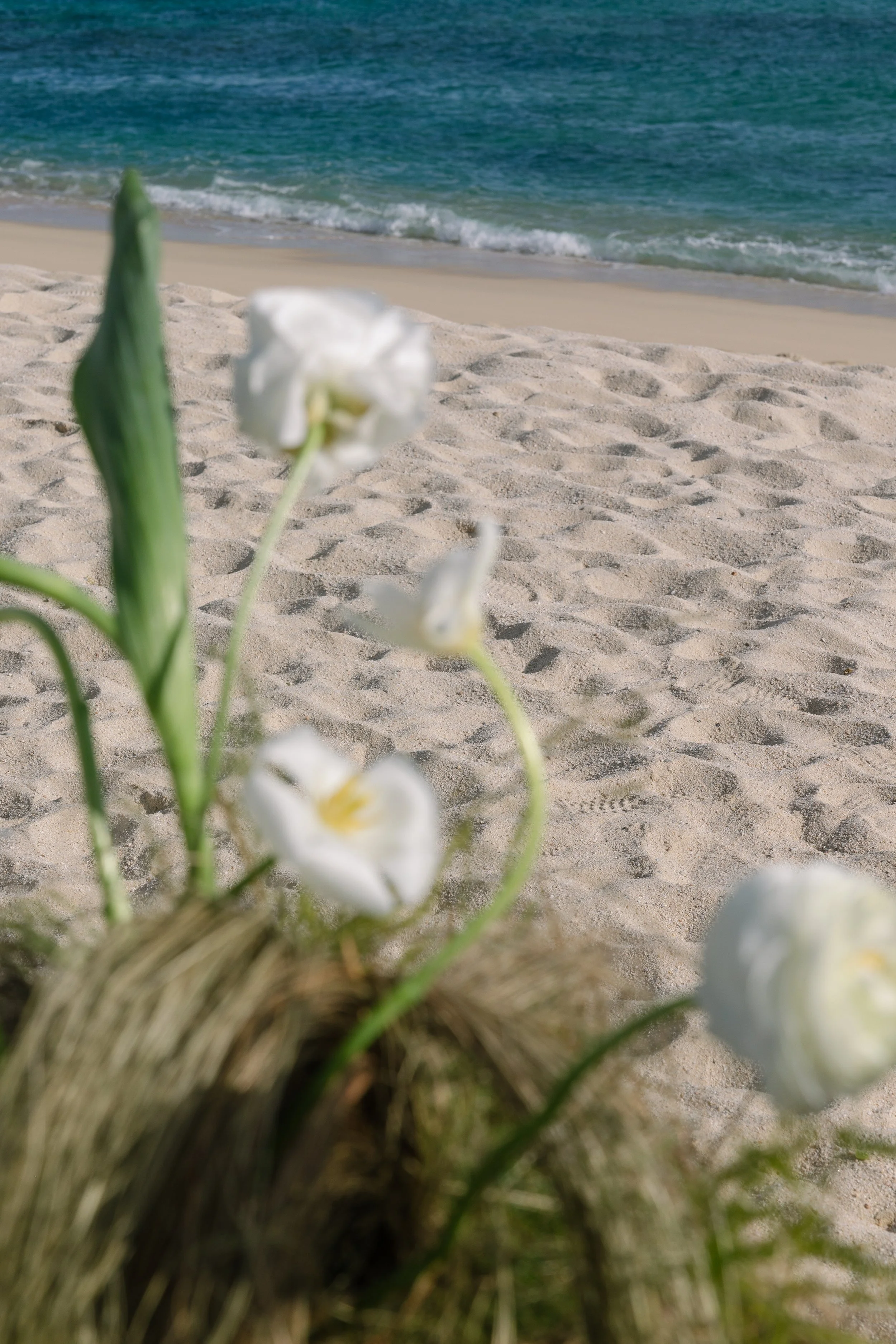 Close-up of white flowers with green leaves on sandy beach with ocean in the background.