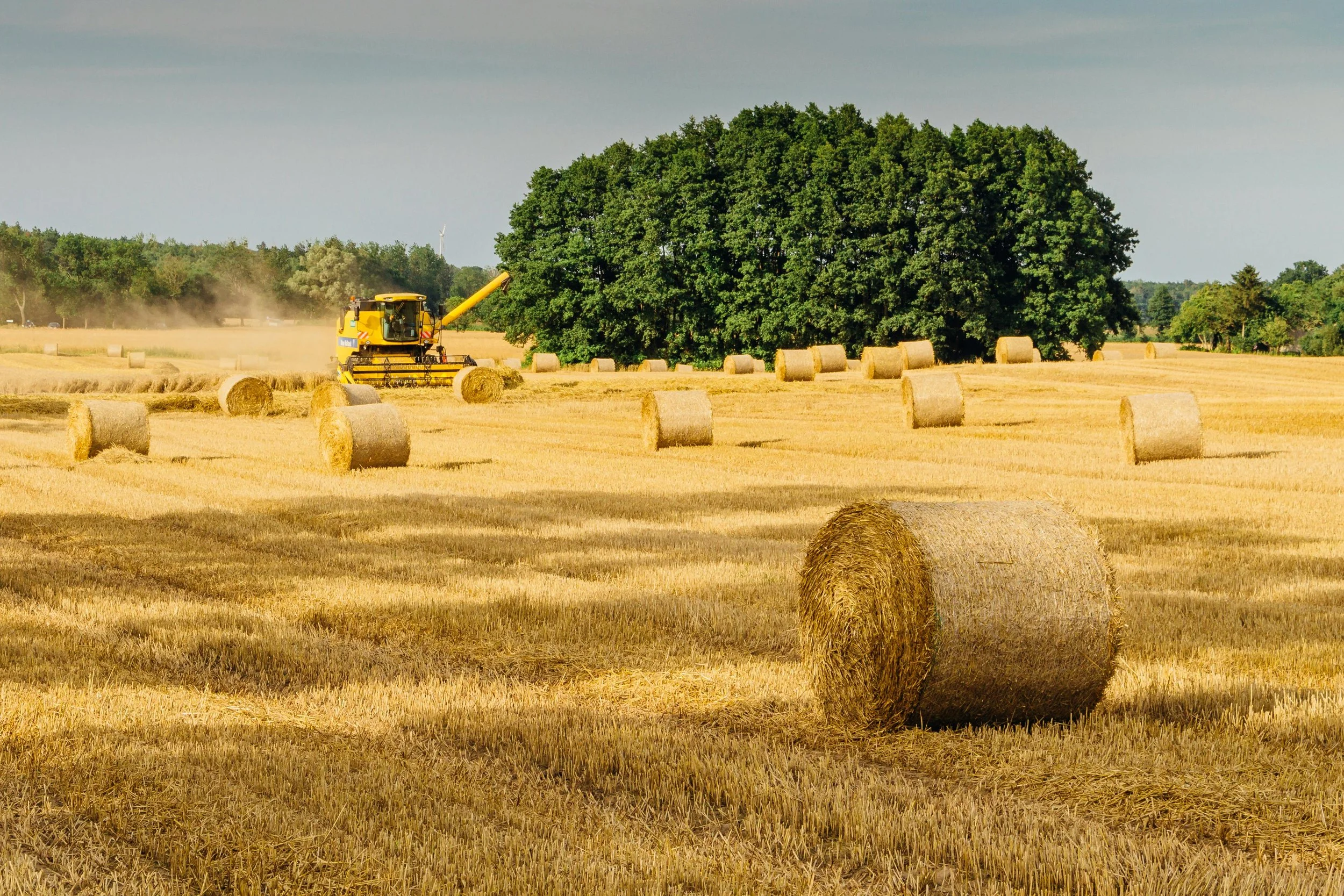 A large yellow combine harvester working in a golden hayfield, rolling hay bales scattered across the field, with a dense green tree line in the background under a partly cloudy sky.