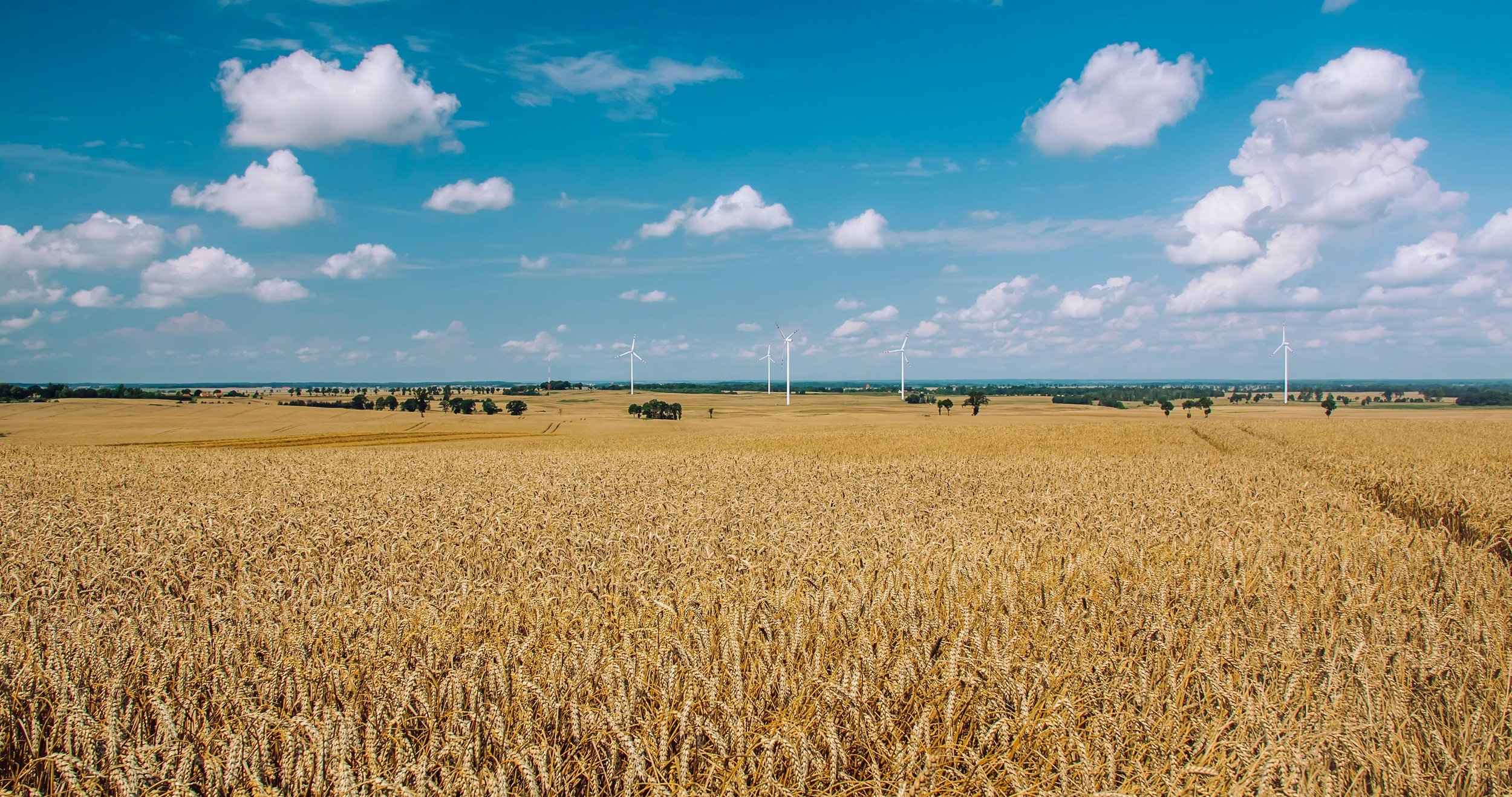 Golden wheat field under a partly cloudy blue sky with wind turbines in the distance.
