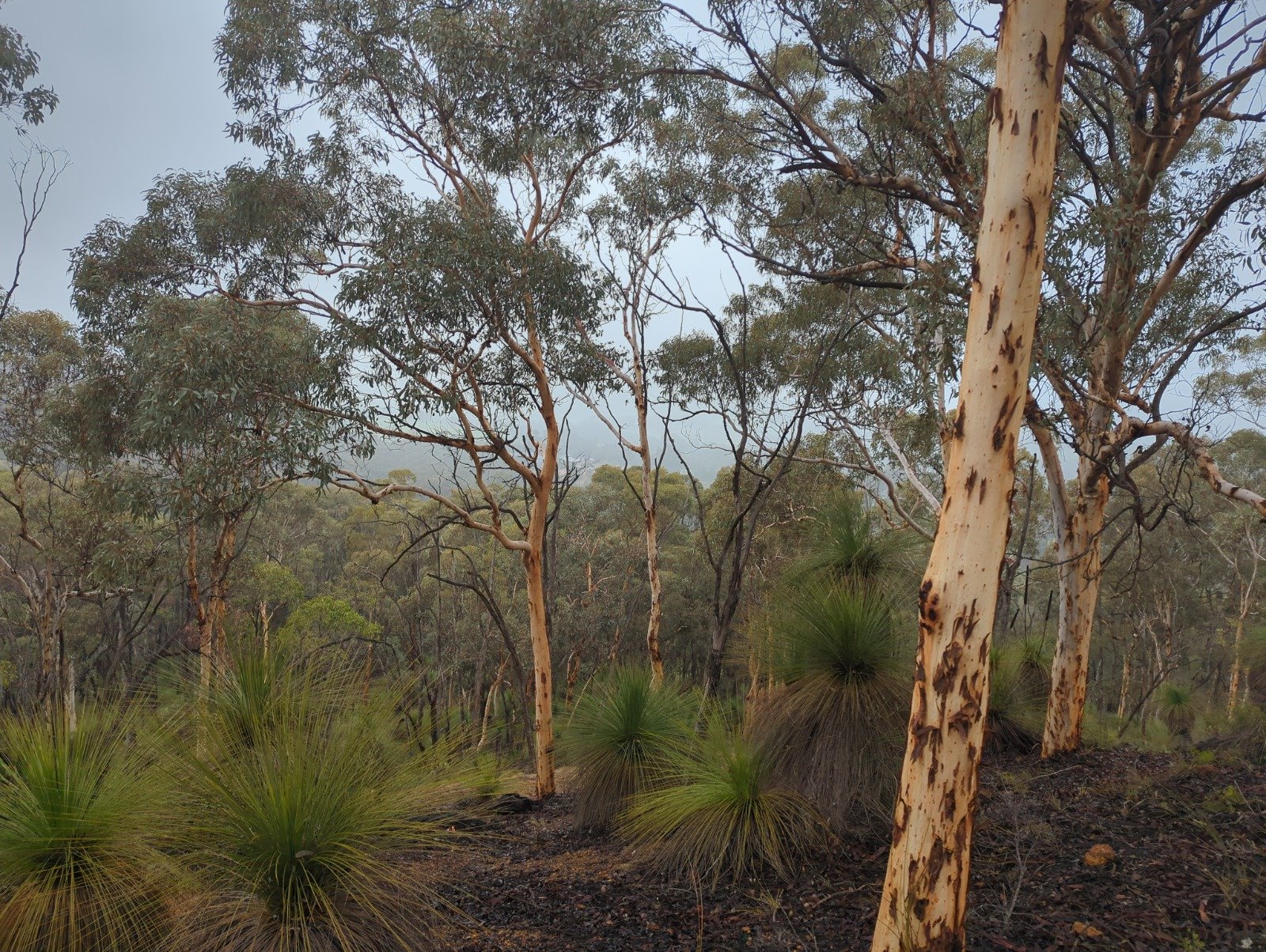 Photo of a eucalyptus forest with tall trees and bushy plants on the ground. Dark, smoky ground suggests recent fire. Overcast sky in the background.