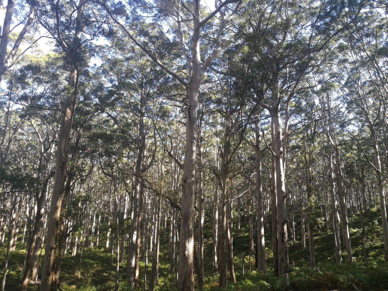 Tall trees in a forest with sunlight filtering through the leaves.
