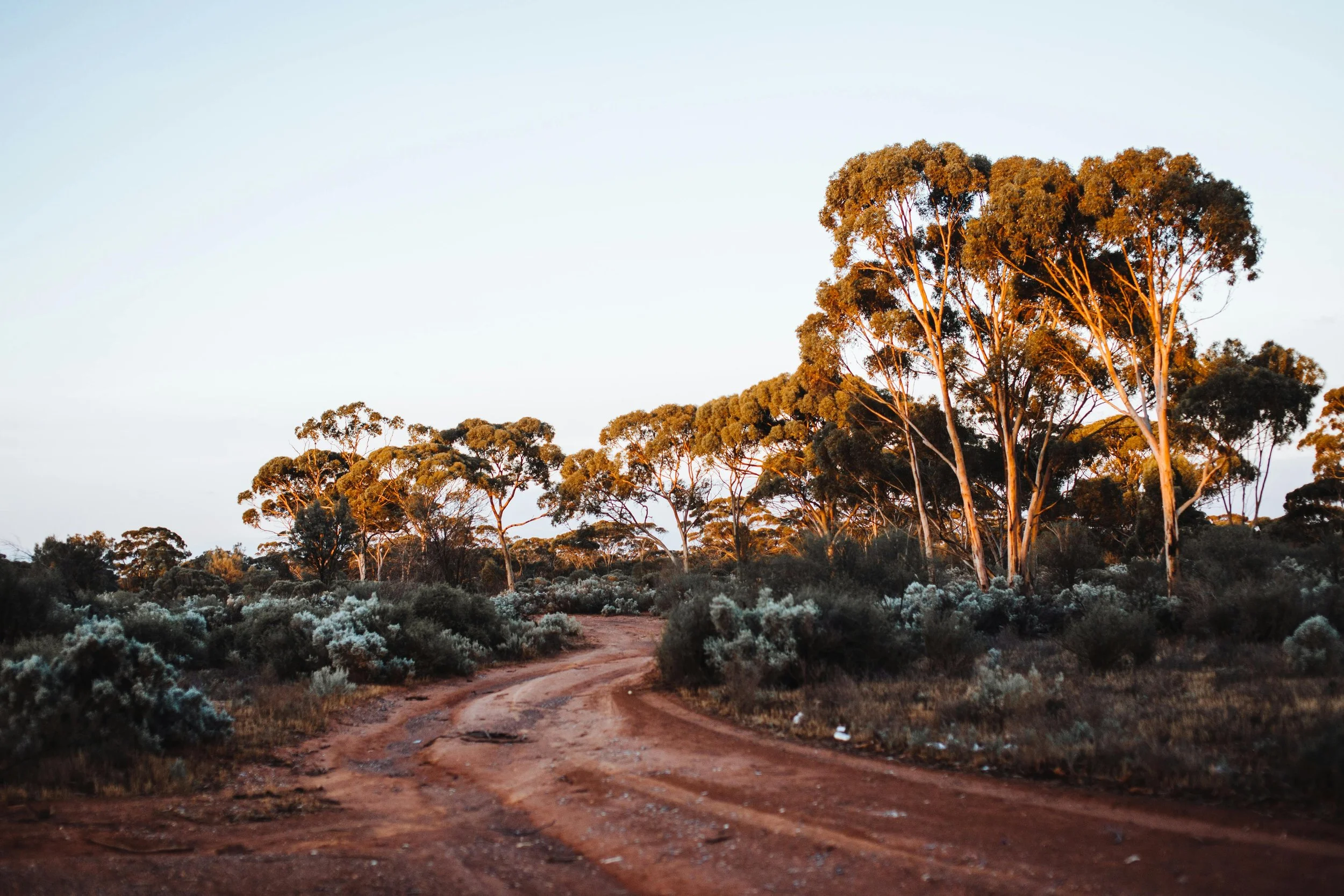 Dirt road winding through native vegetation with tall trees in the background, illuminated by warm sunset light.