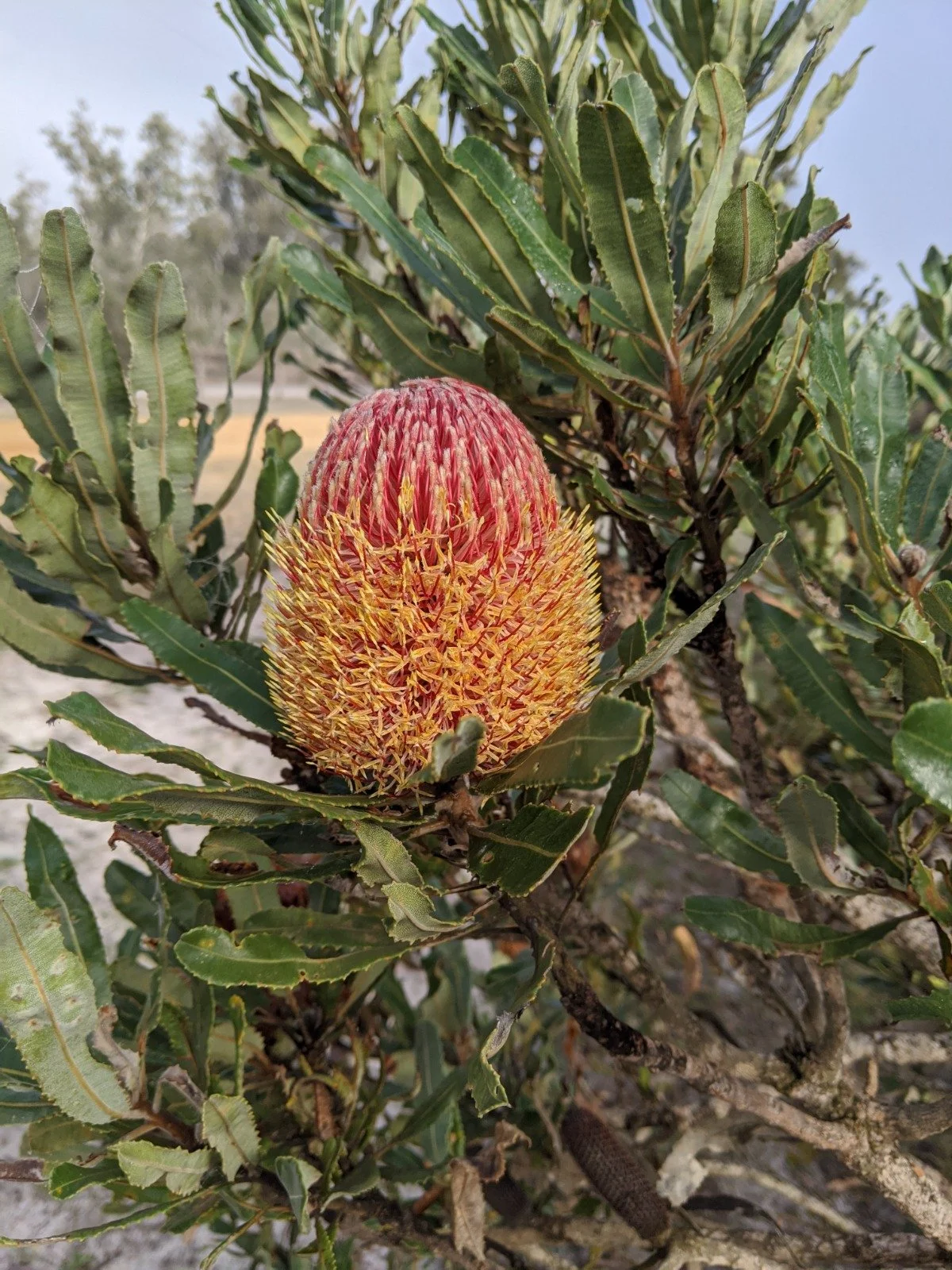 A side view of a large, oval, red and yellow protea flower among green foliage and branches.