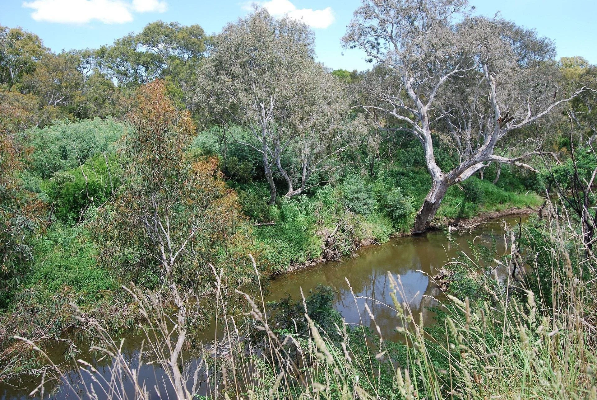 A river flowing through a lush, green landscape with trees and tall grass along the banks.