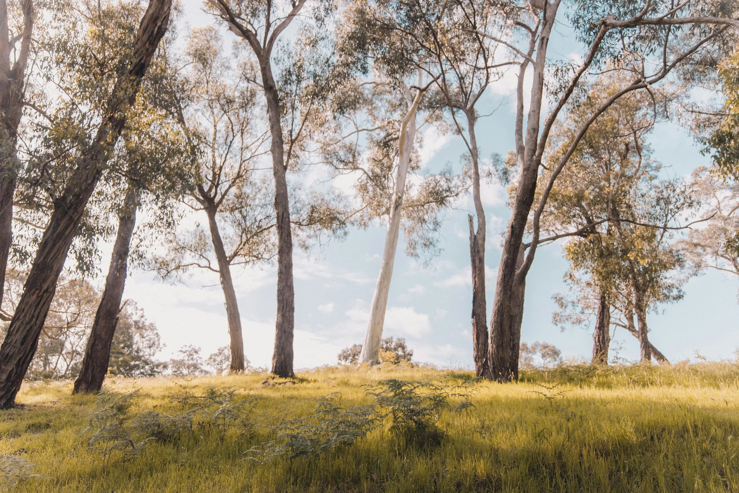 A wooded area with tall trees and green grass on a sunny day with partly cloudy skies.