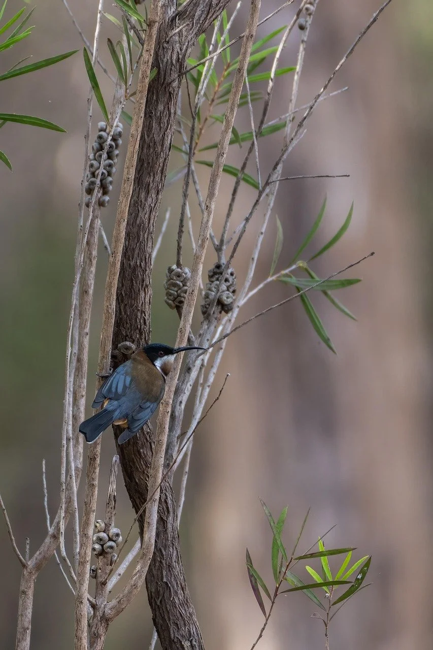 A hummingbird perched on a thin branch among dried and green leaves with small clusters of berries, against a blurred natural background.