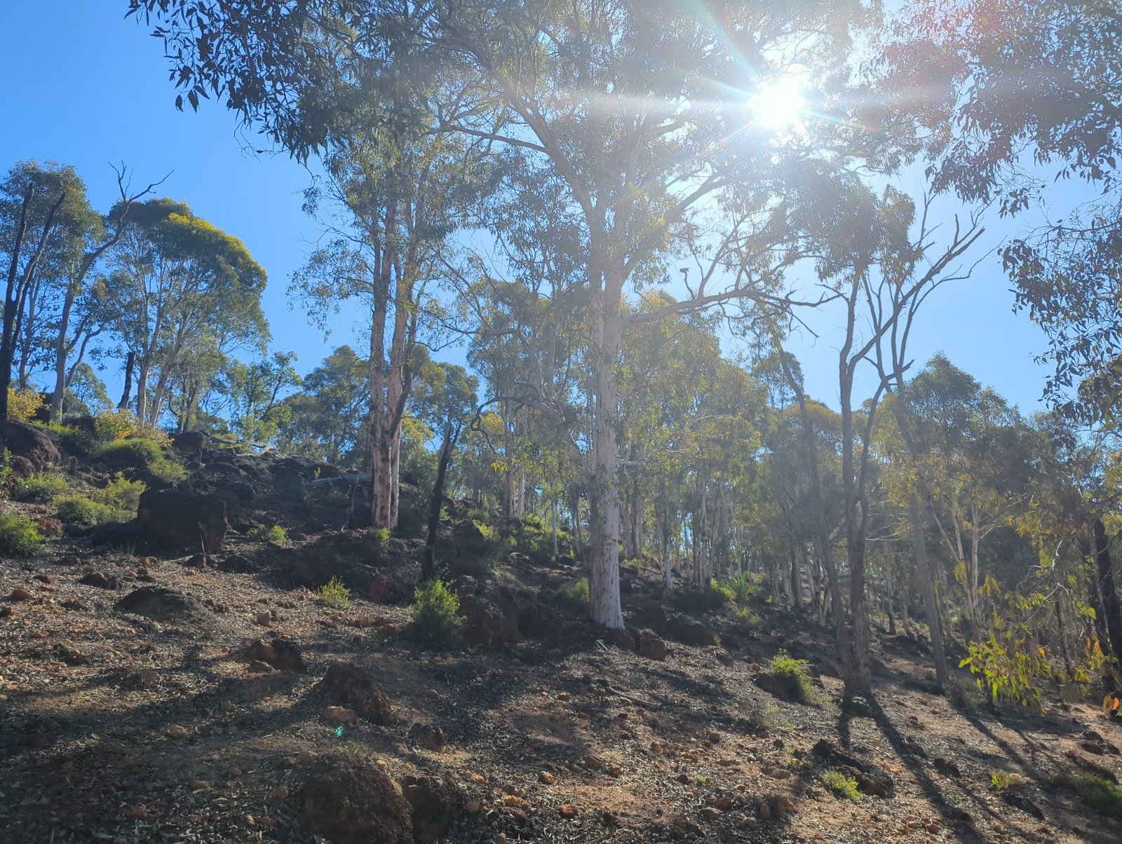 Sunlight filters through the tall trees in a dry, rocky forested hillside under a clear blue sky.