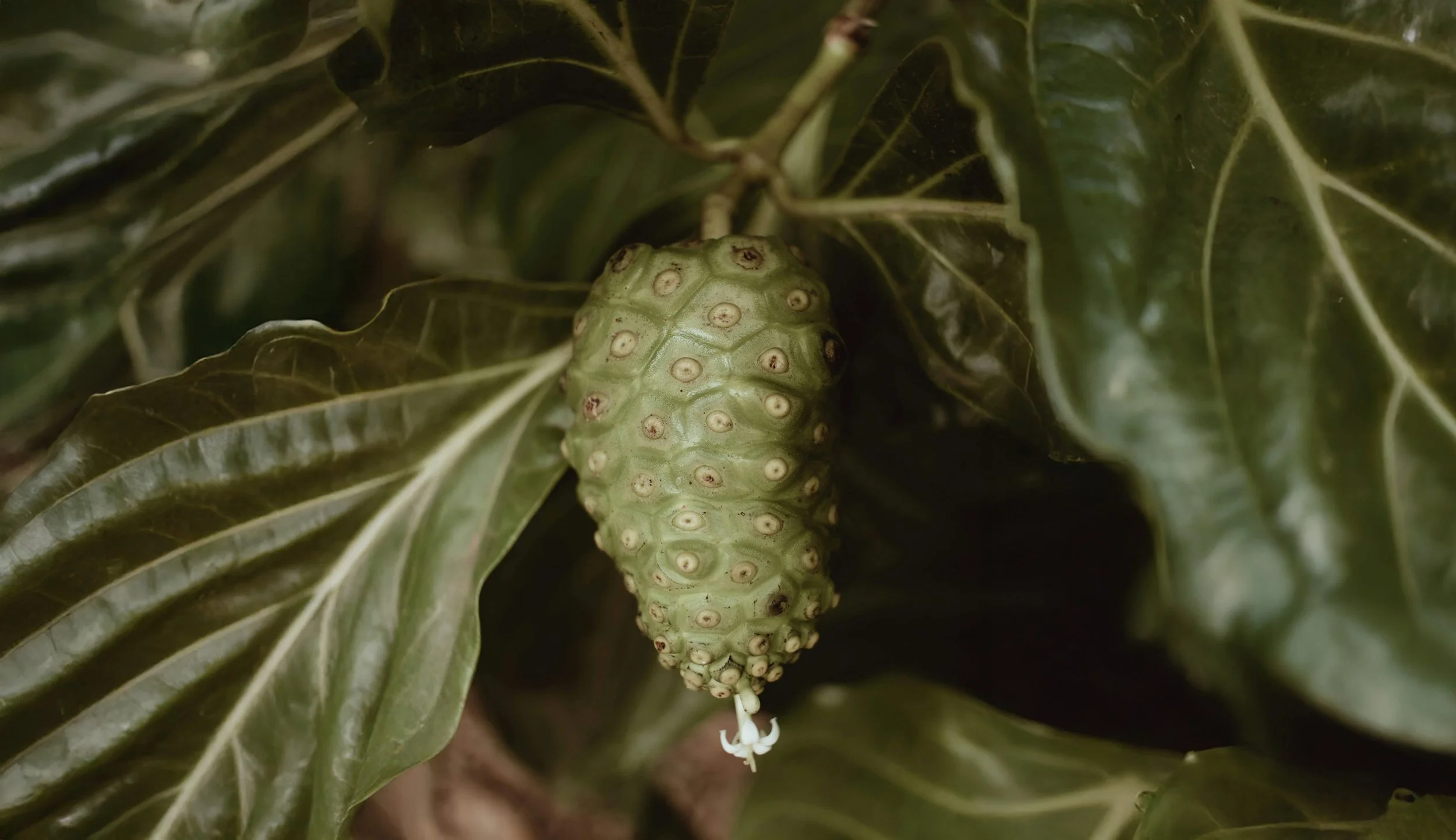 A close-up of a pine cone hanging among green pine needles.