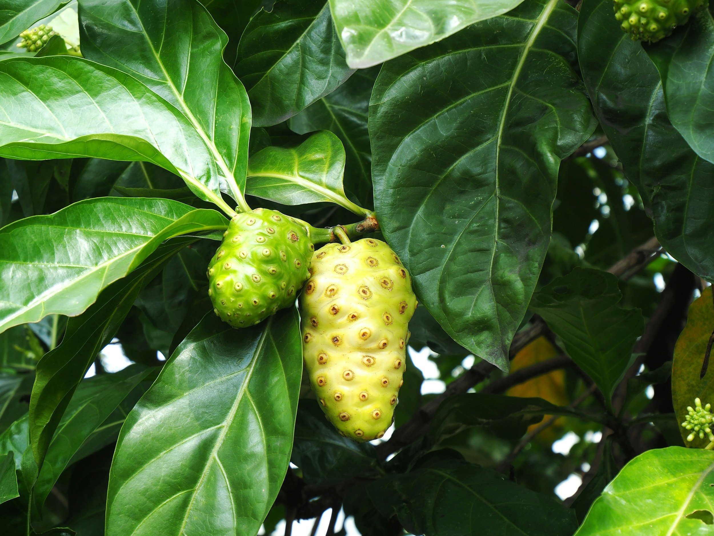 Two noni fruits hangs on a noni tree; large dark grey noni tree leaves can be seen on a sunny day.
