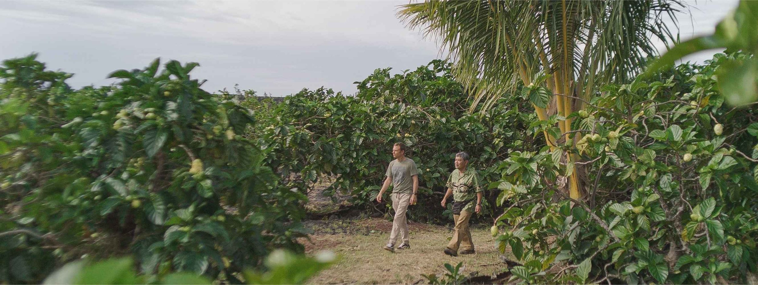 Two men walking through a lush green farm or garden with large leafy plants, possibly coffee or other tropical plants, under a cloudy sky.