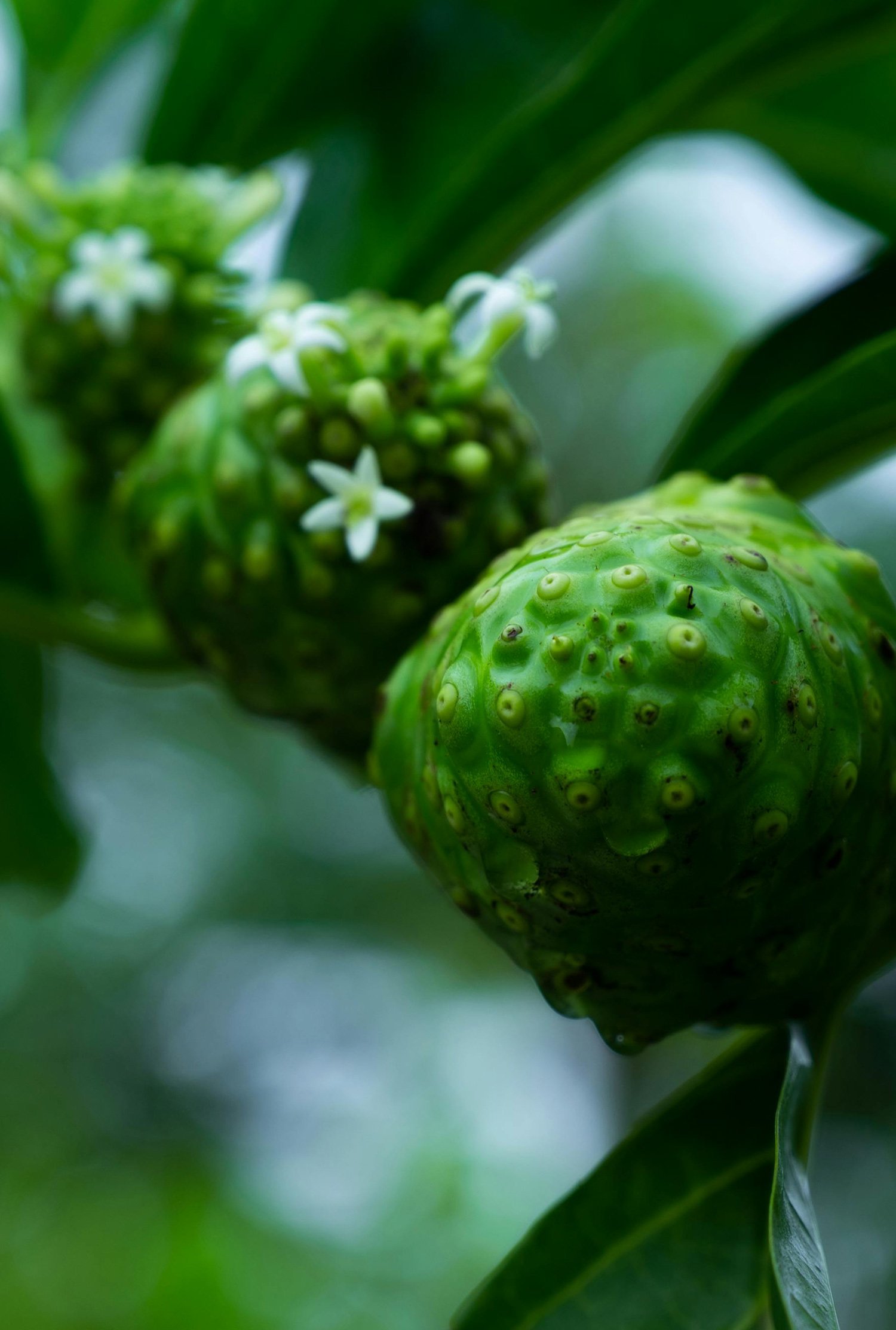 Close-up of a green noni fruit with bumpy surface and white blossoms on a plant surrounded by green leaves.
