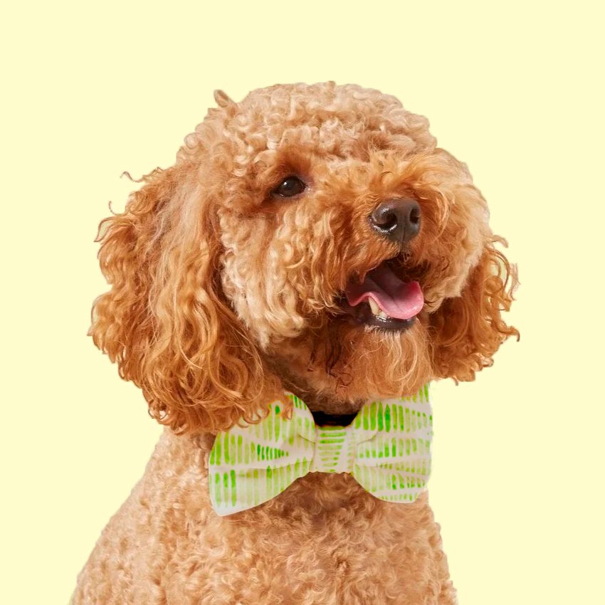 Henskens-2025WINTER-ILLU225-Mannaa-A3-Bowtie Mockup.jpg