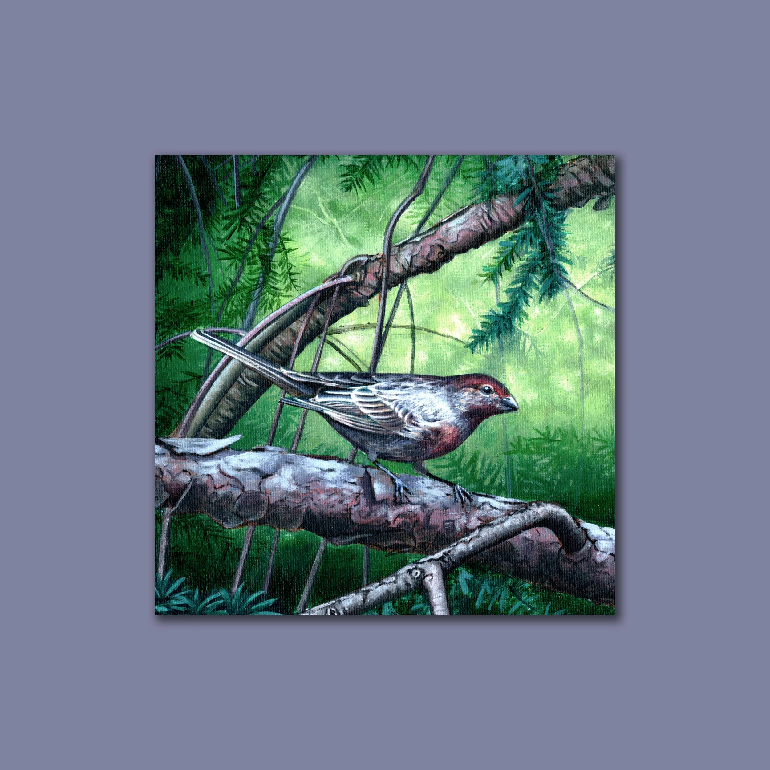 House Wren Canvas Print