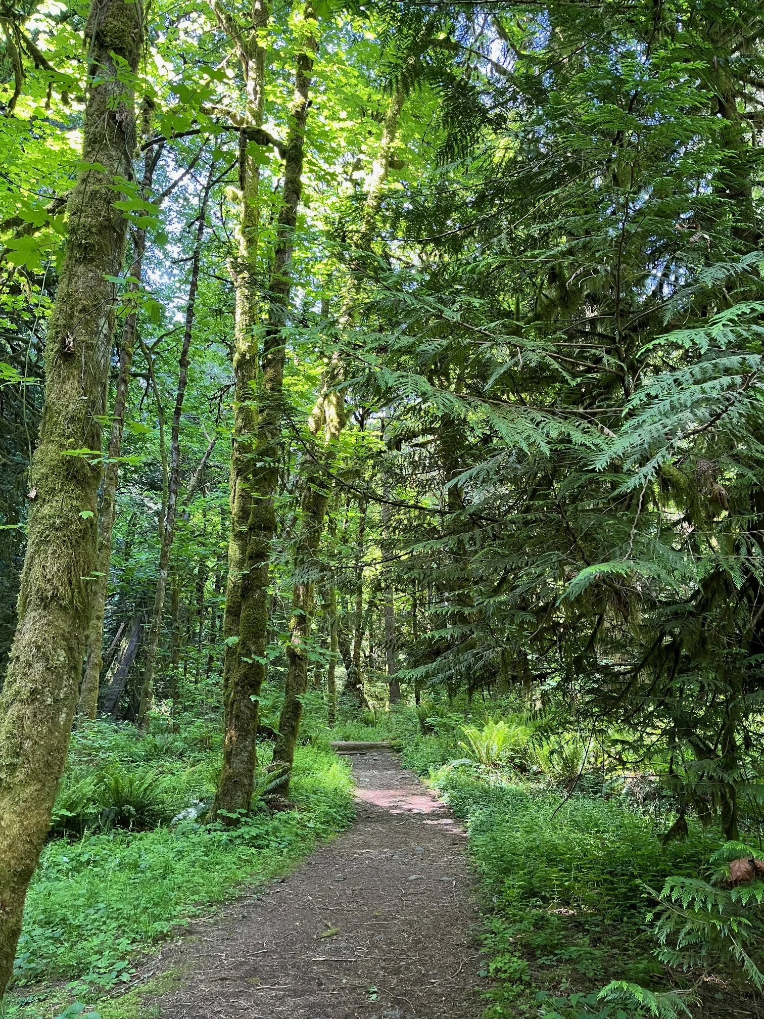 A path woven in a wooded forest