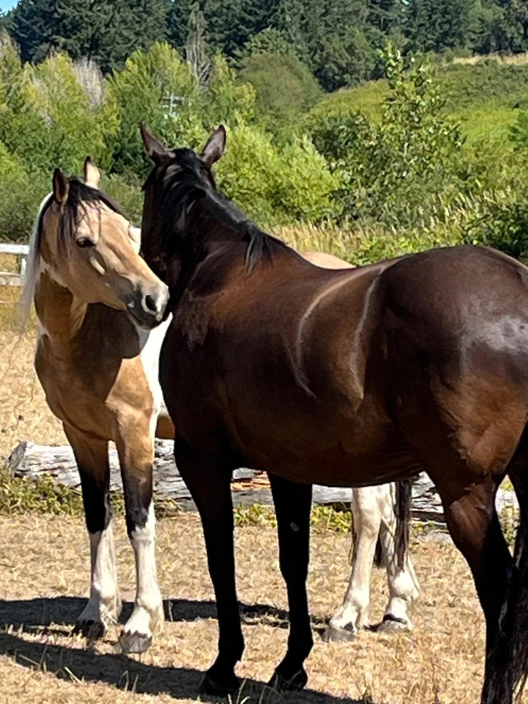 Two horses standing close together in an outdoor setting with green trees in the background. One horse is light-colored with a white face, and the other is dark brown or black.