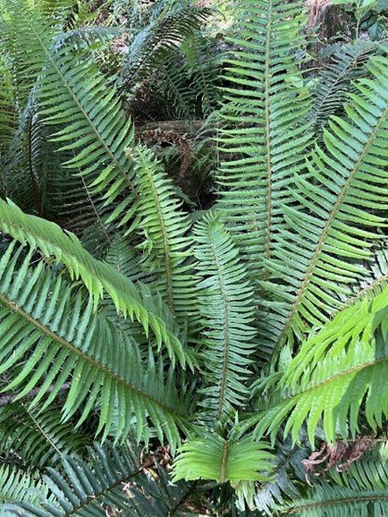 Close-up of green fern leaves in a lush forest.