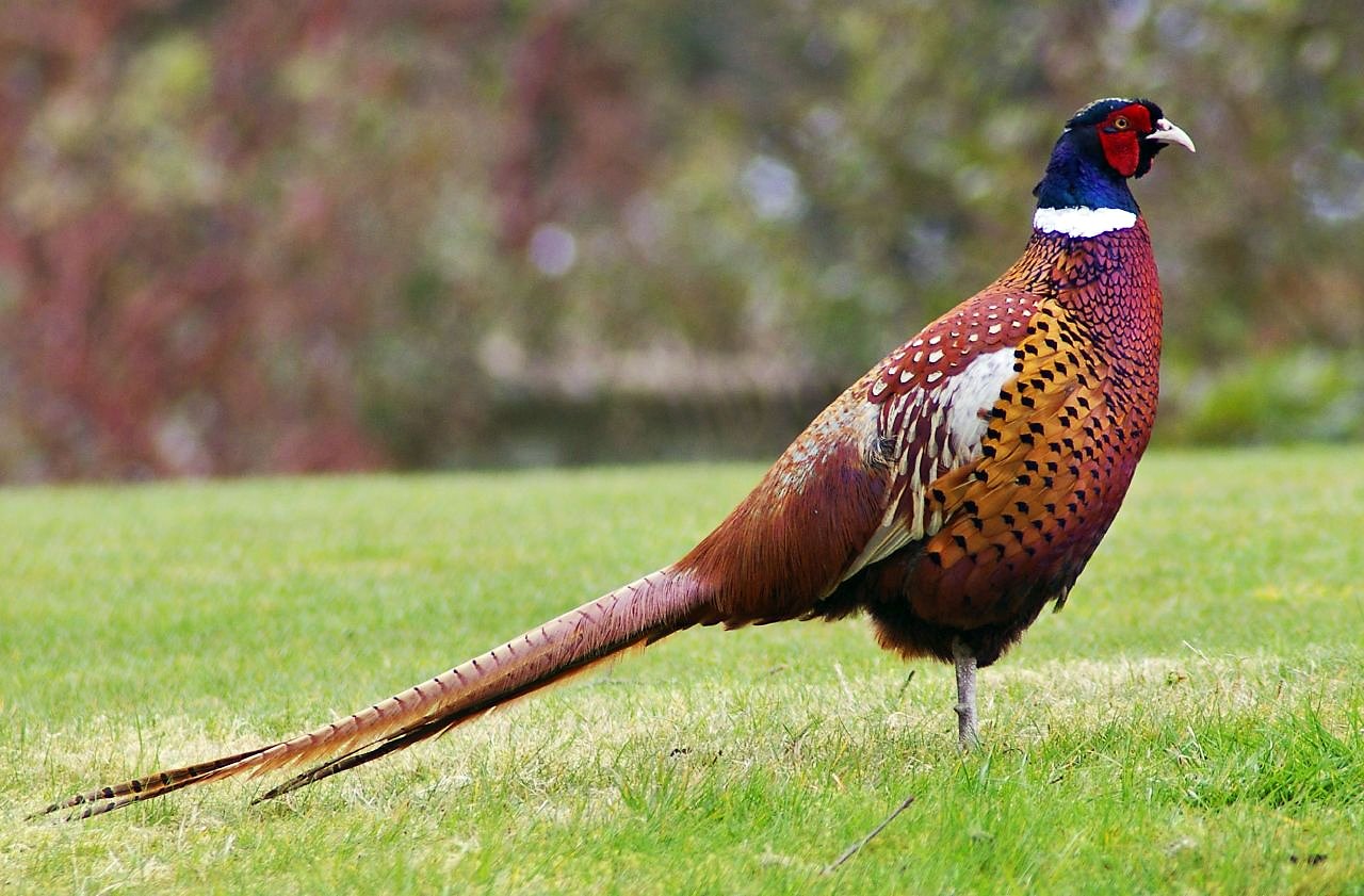 Pheasants: the 5th of the 4Ps