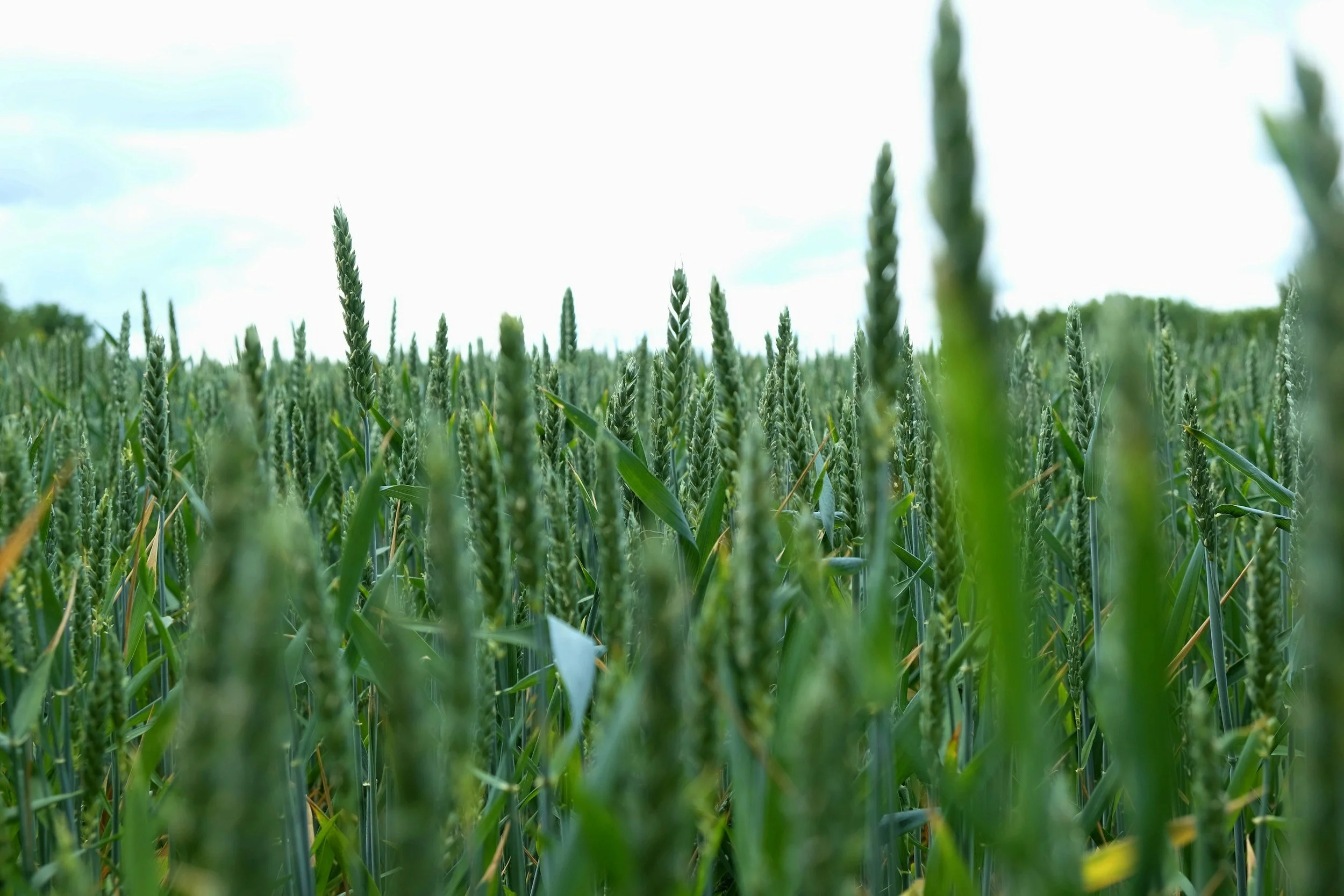 Close-up of healthy wheat crop growing in an agricultural field