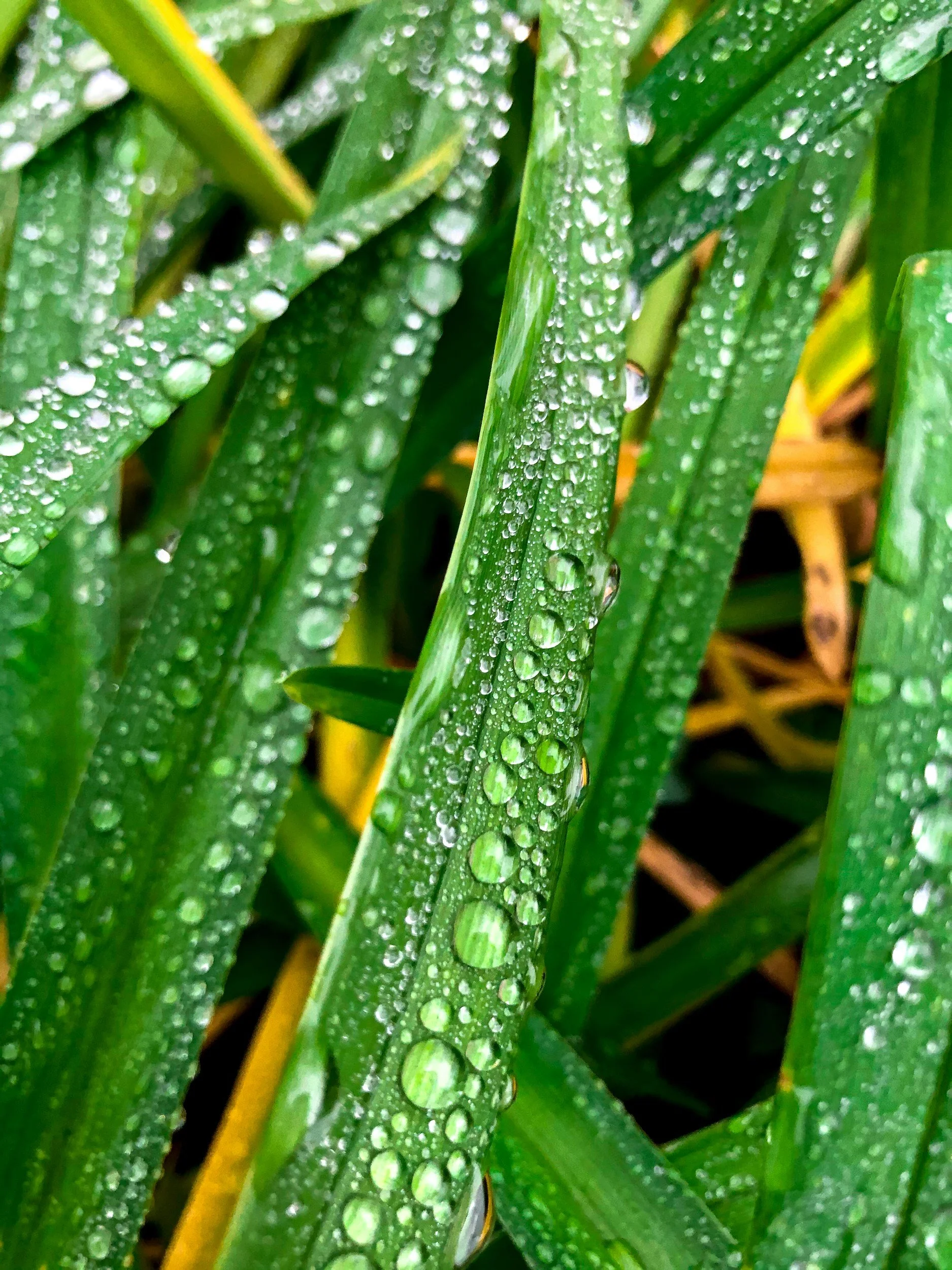 Water droplets on crop leaves showing irrigation and plant health in agriculture