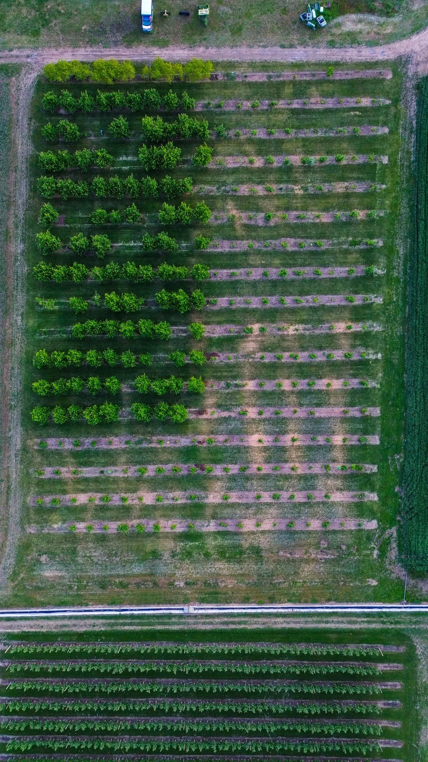 Aerial view of crop field showing uniform rows in a precision agriculture system
