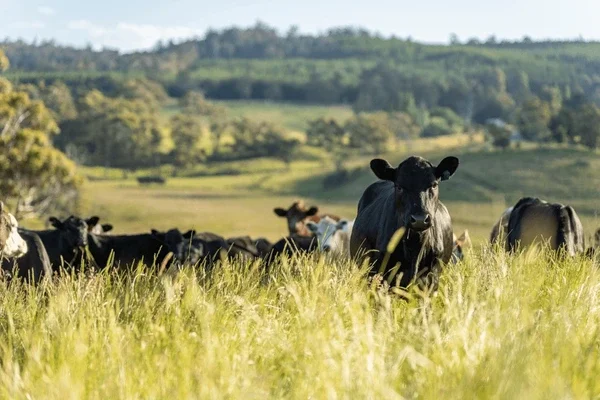 Herd of cows grazing in a field