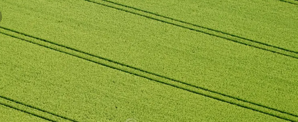 Tire tracks in a fully grown farm field representing loss in yield