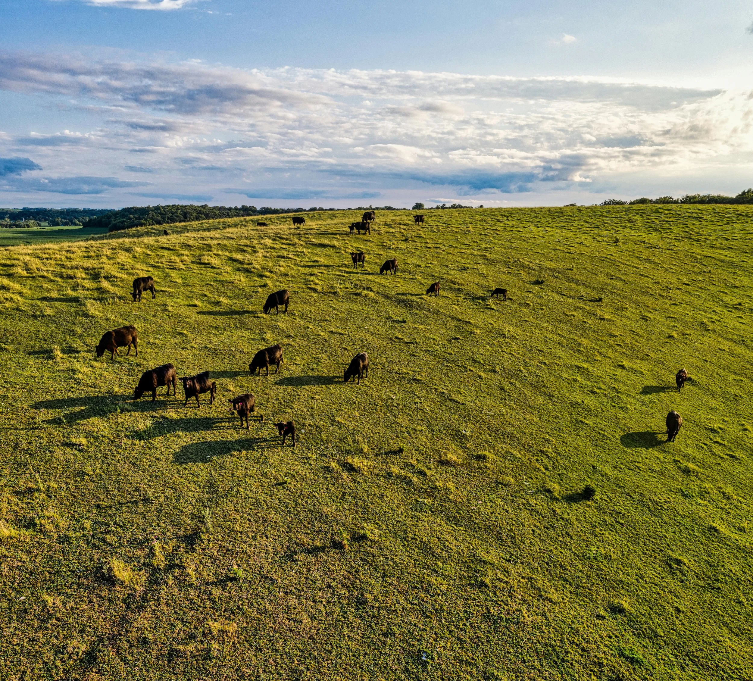 Drone photo of cows grazing on pasture ground