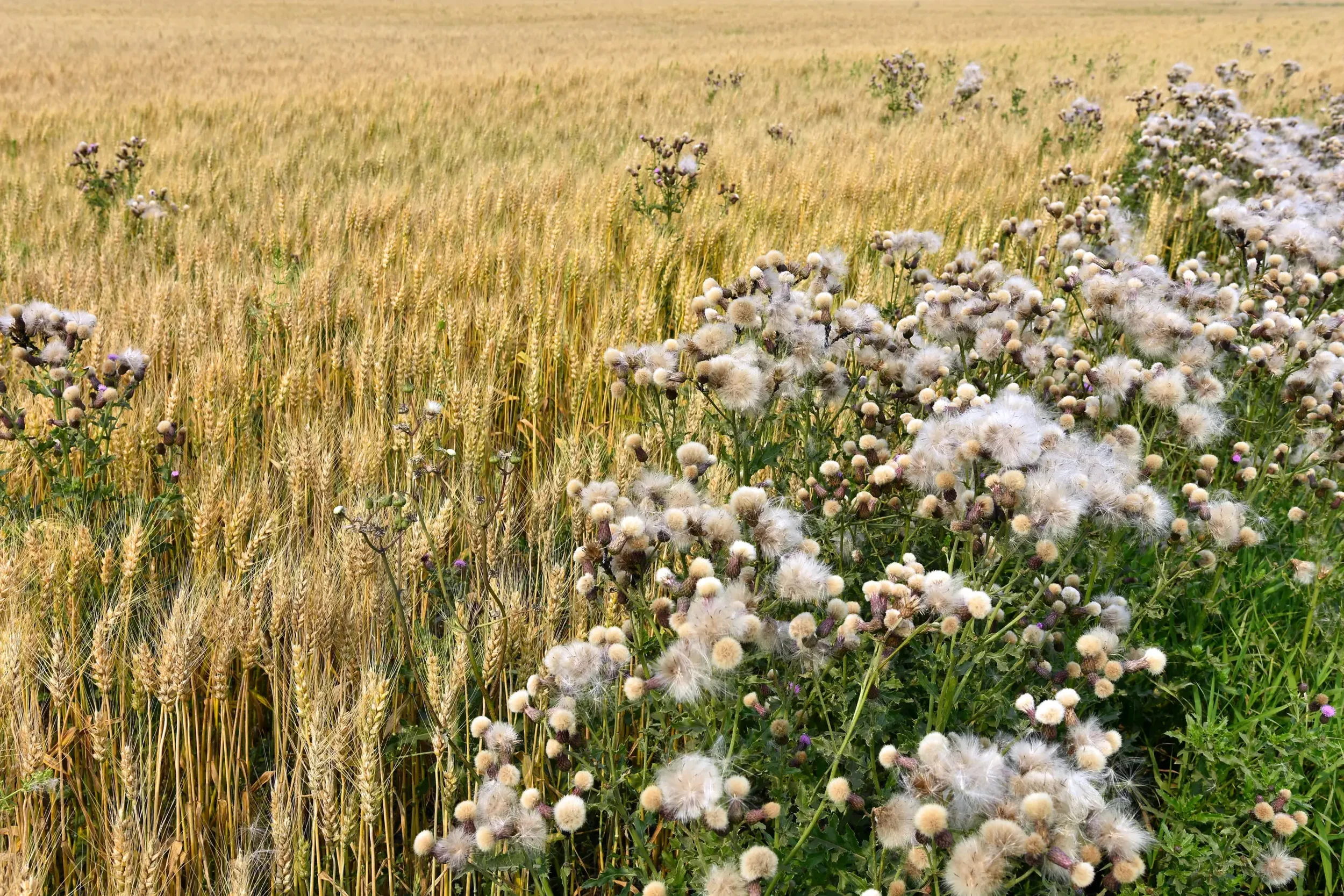 Canadian thistle taking over a wheat crop