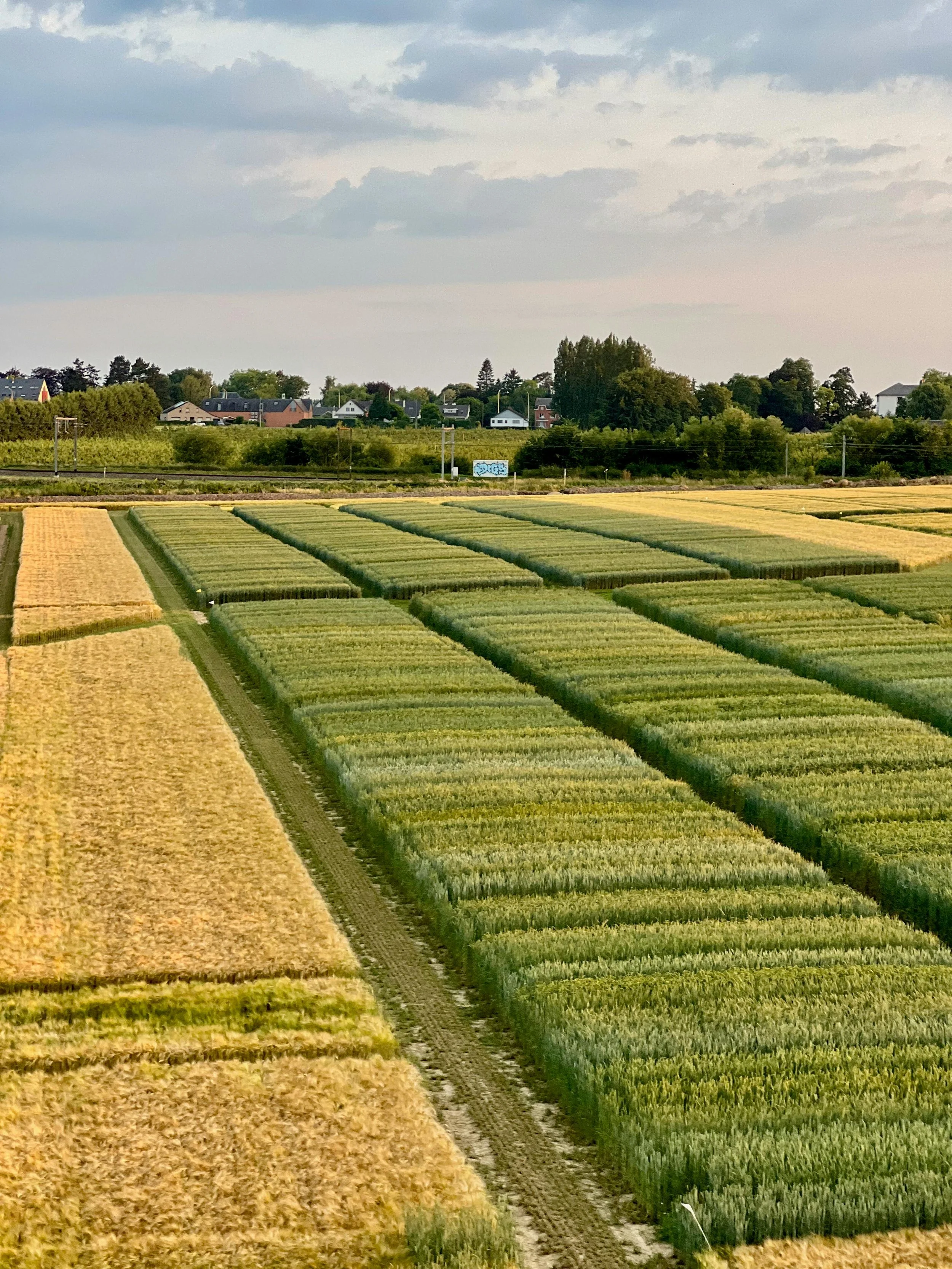 Research plots for on farm trials