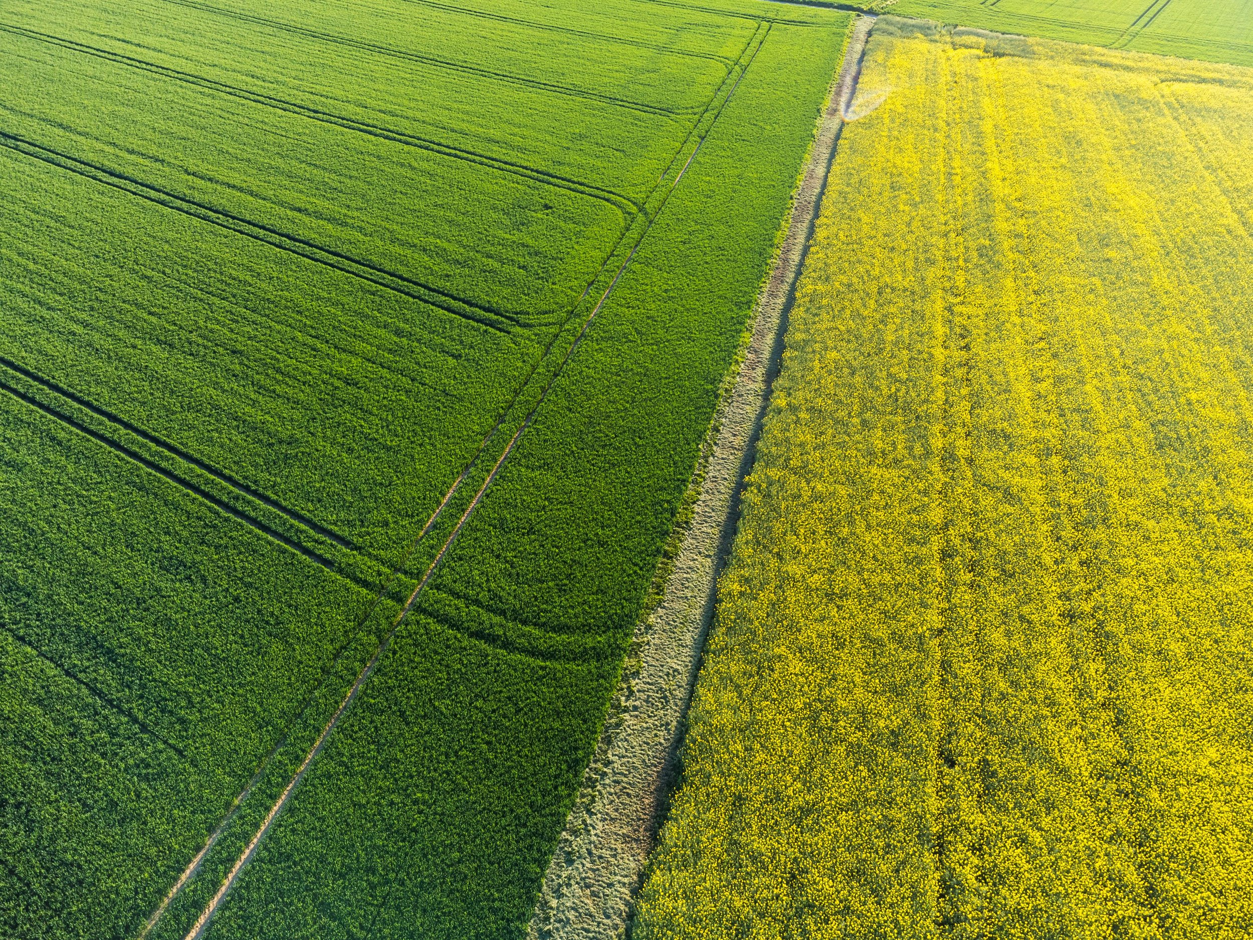 Aerial image of multiple fields split by a road