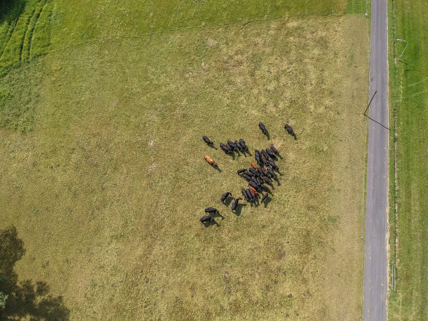 Aerial view of a herd of cows