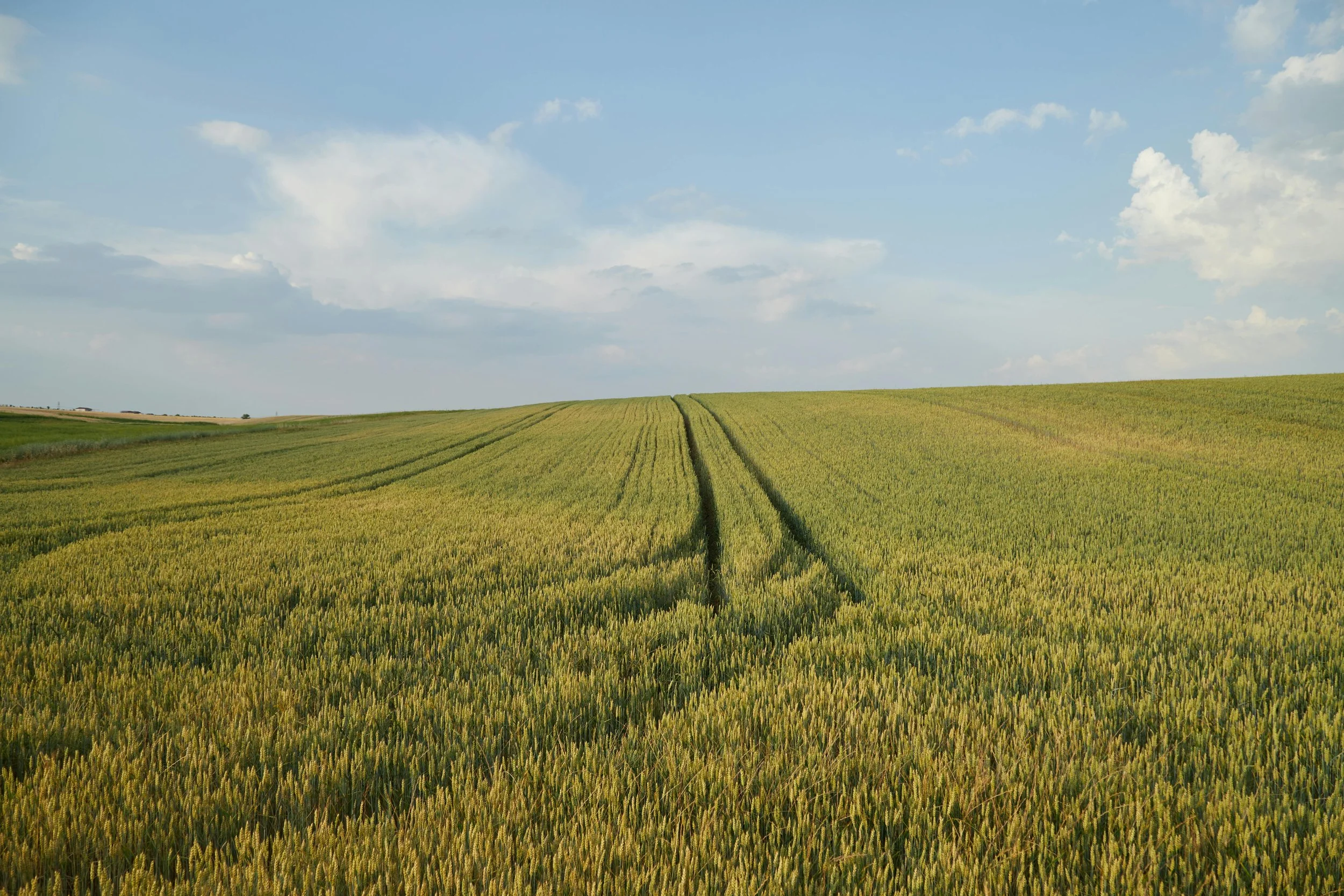 Image of a wheat field