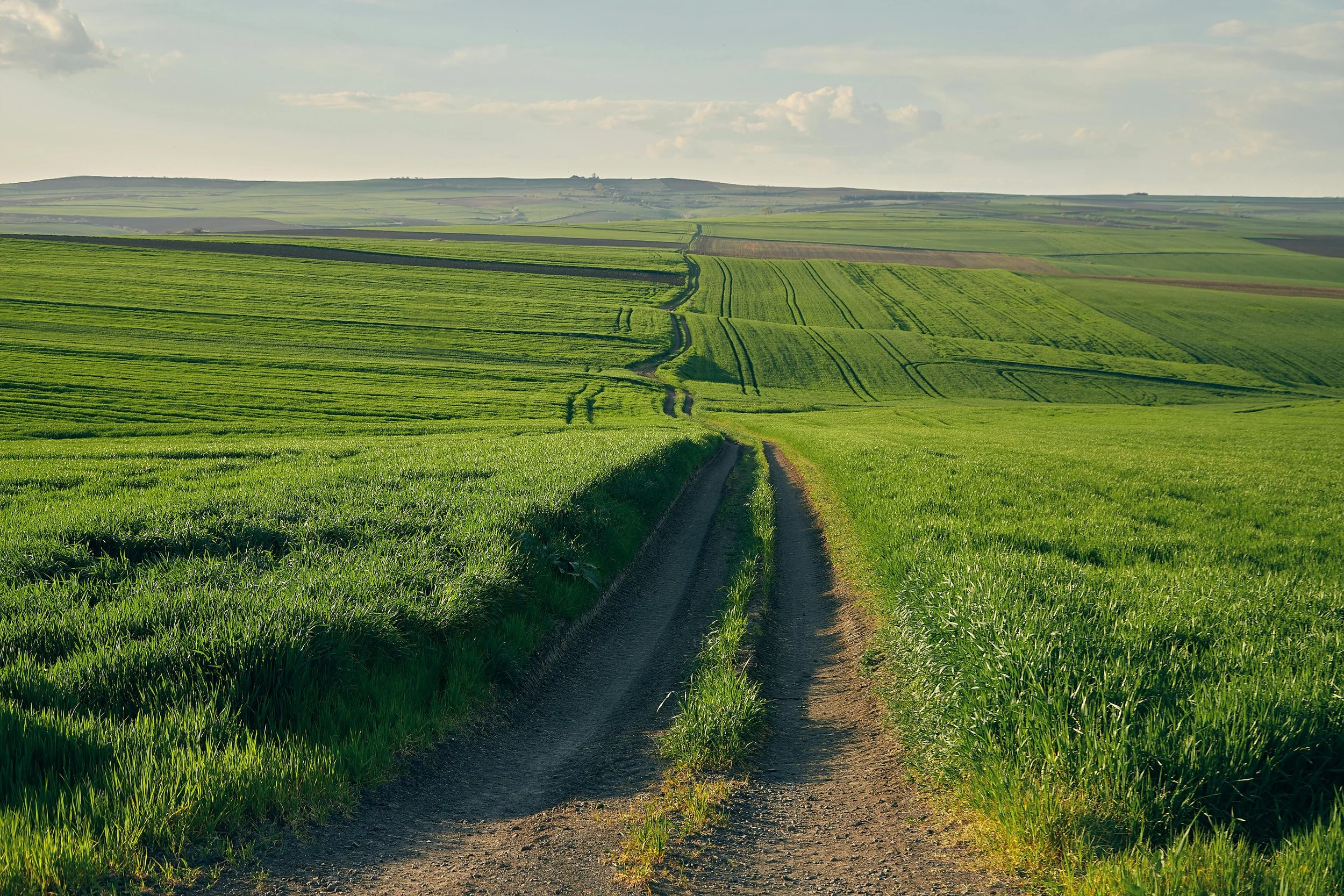 Green rolling farm fields
