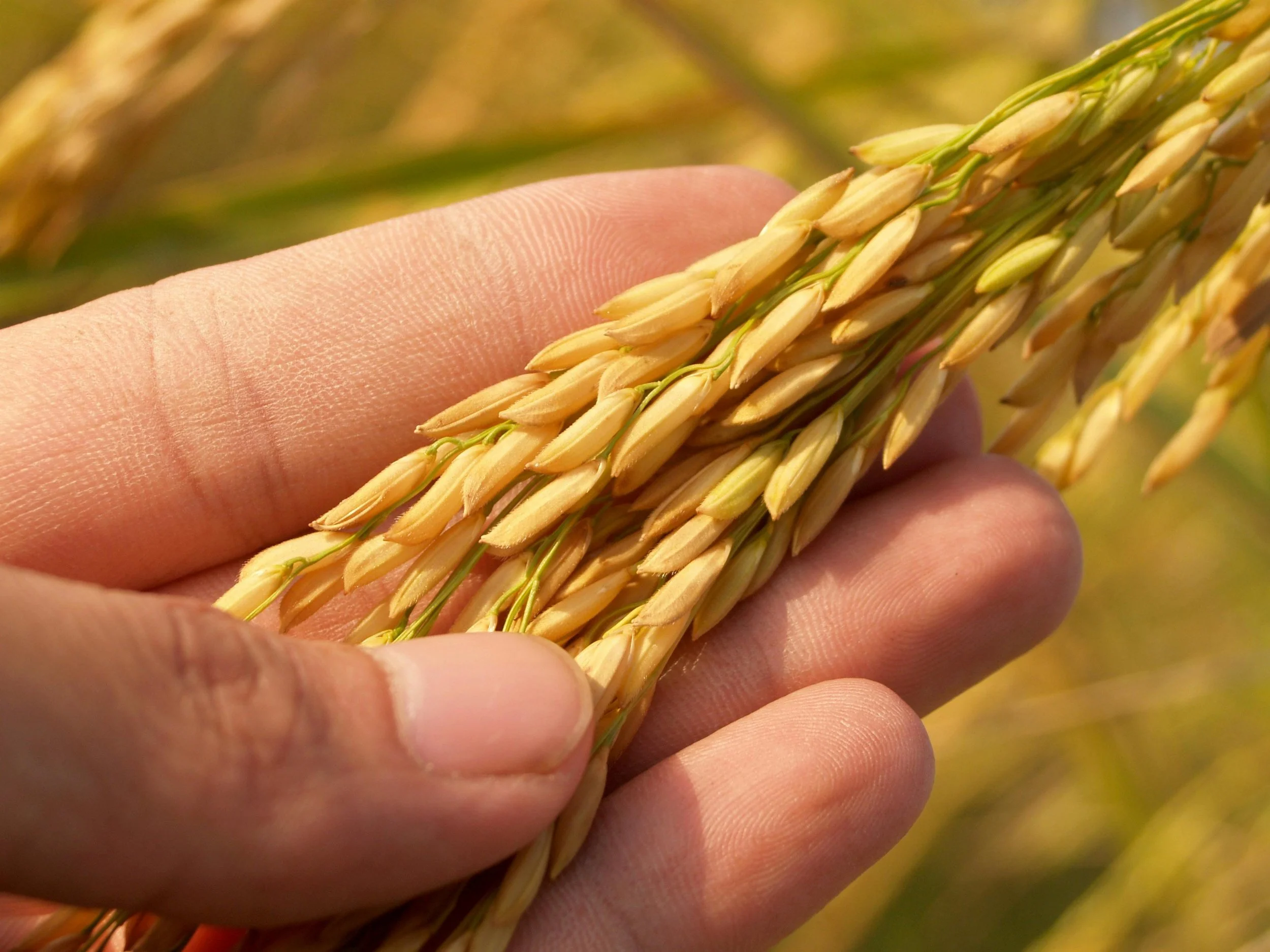 Close-up of wheat grains in hand showing crop health and maturity