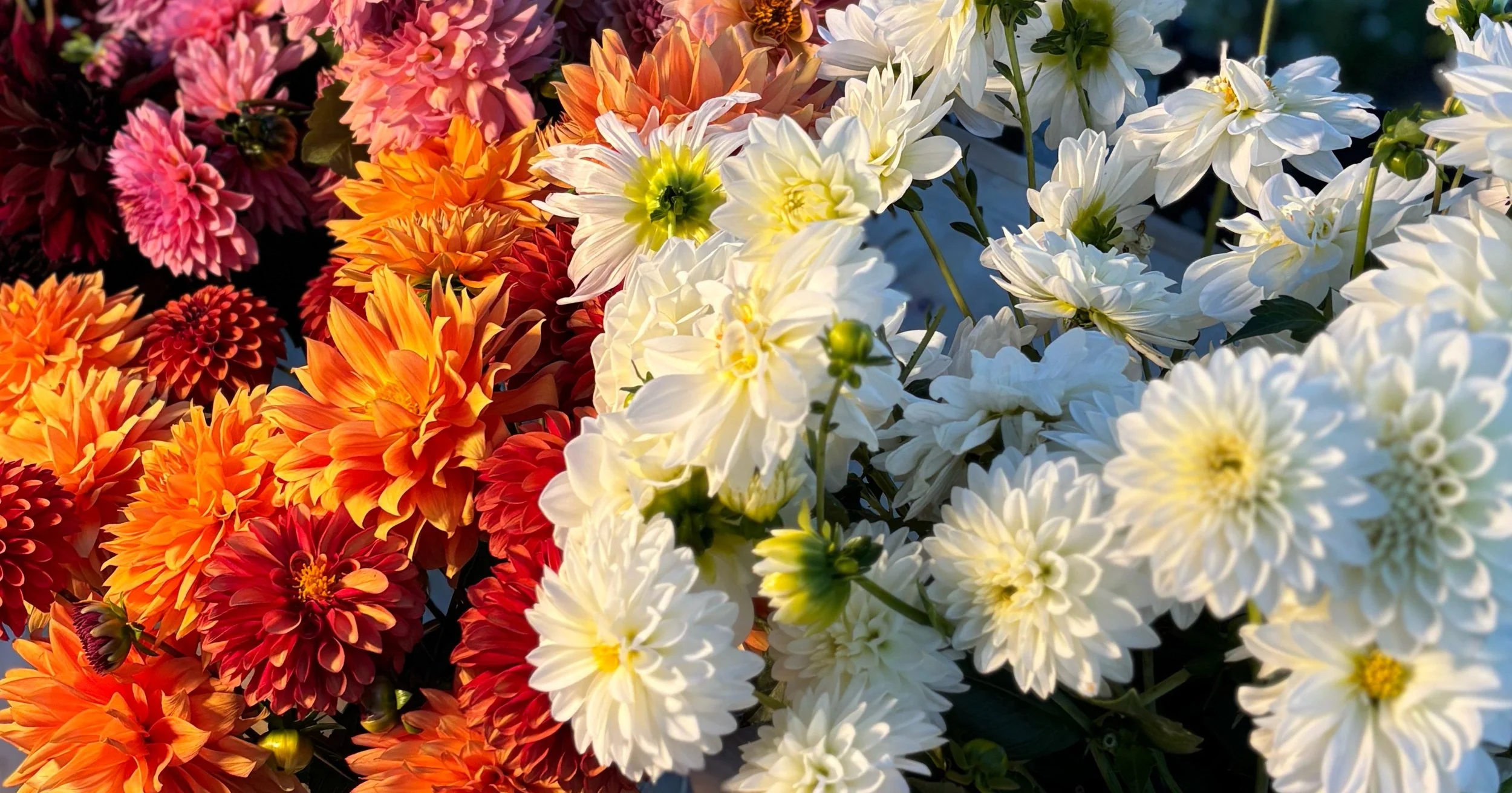 Close-up of colorful dahlias, with white, orange, and pink blooms.