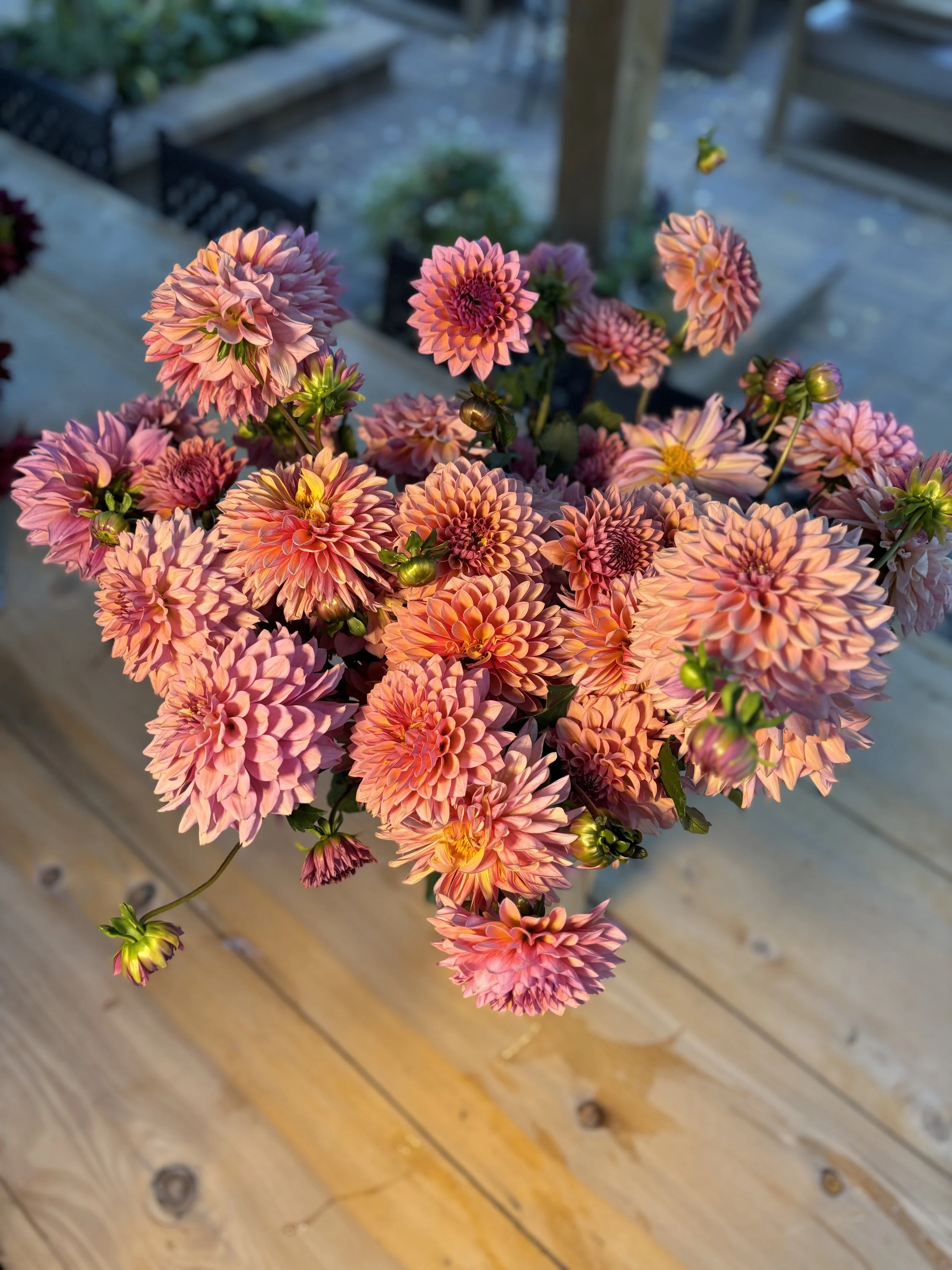 A close-up of a bouquet of pink and peach dahlias on a wooden surface in sunlight.