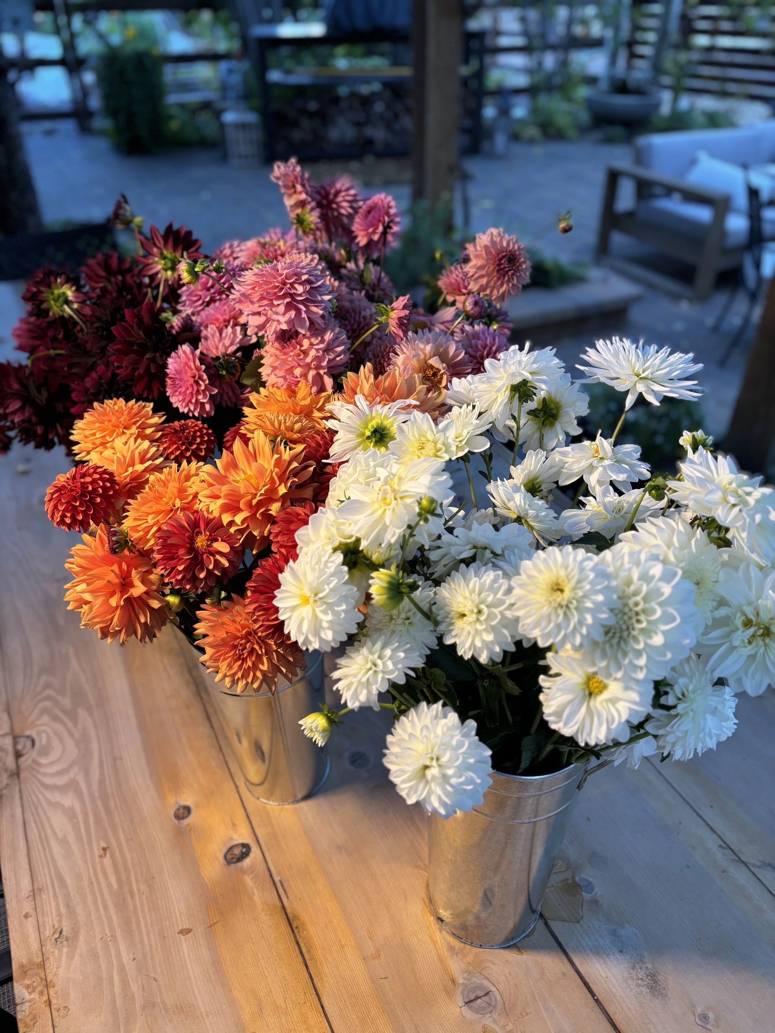 Two metal buckets filled with colorful dahlias, one with peach and deep red flowers, and the other with white flowers, placed on a wooden table outdoors.