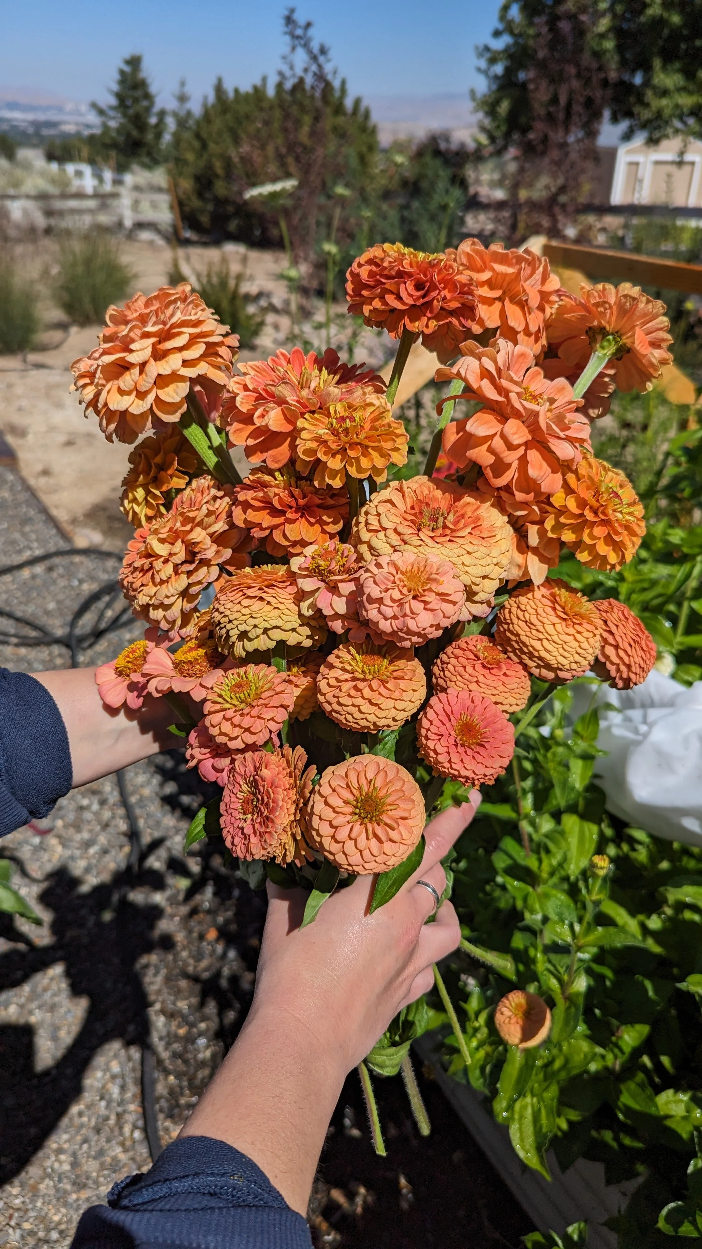 Person holding a bouquet of orange and peach-colored zinnias in an outdoor garden.