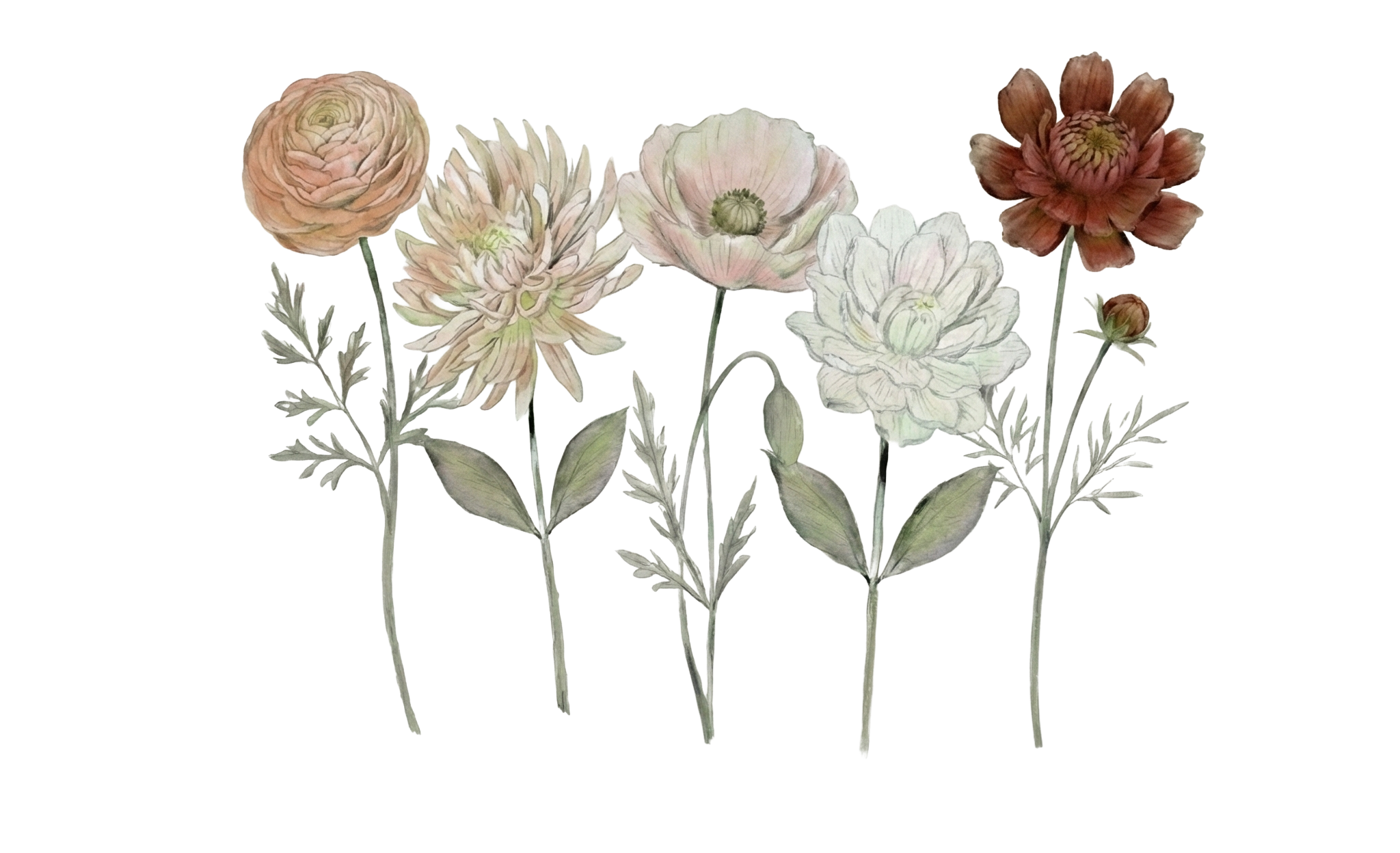 Digital illustration of five flowers with varying colors, including peach, pink, cream, white, and rust, with green leaves on grayish stems isolated on a transparent background.