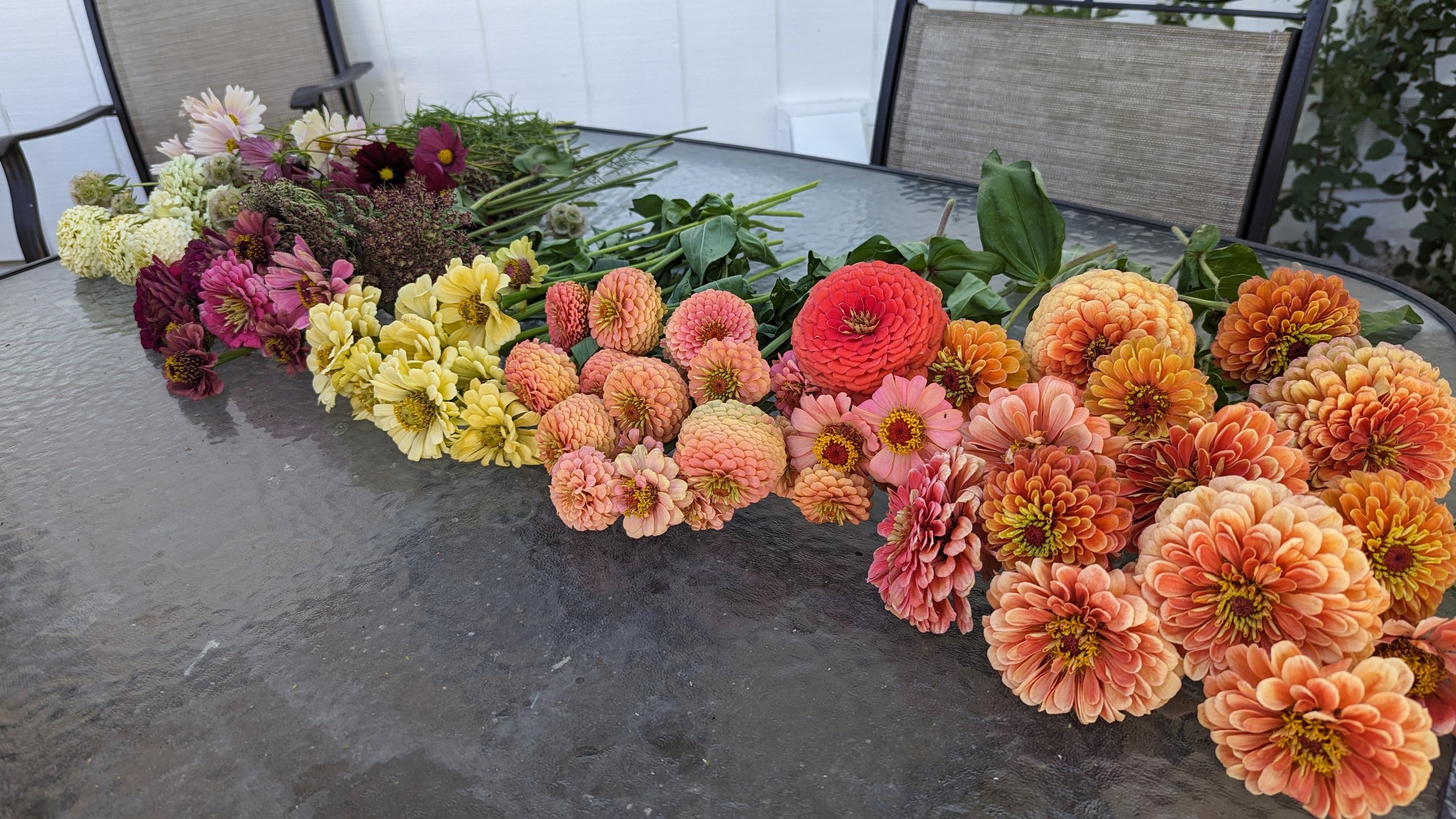 Assorted colorful flowers laid out on a glass outdoor table, including zinnias and dahlias in shades of pink, orange, yellow, and purple, with some greenery in the background.