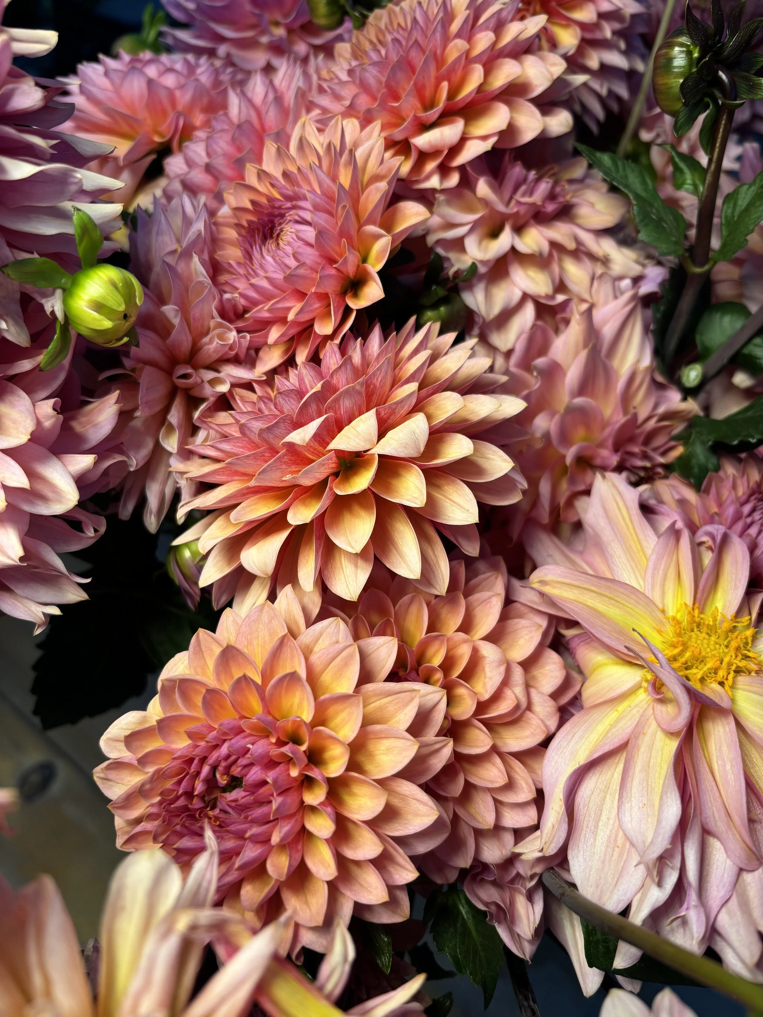 Close-up of pink and peach dahlias and other flowers with green leaves.