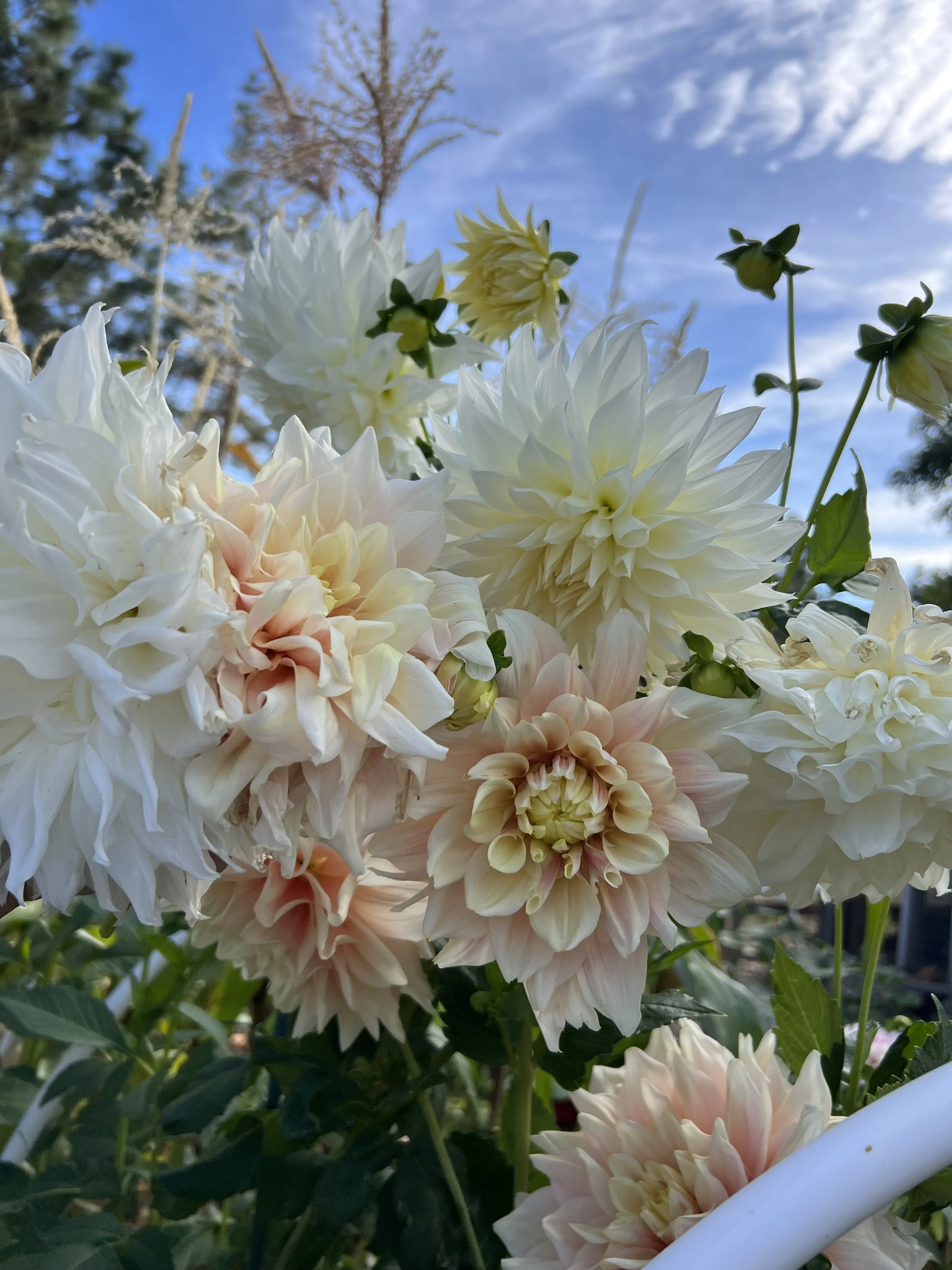 Close-up of light-colored dahlias with a blue sky and trees in the background.