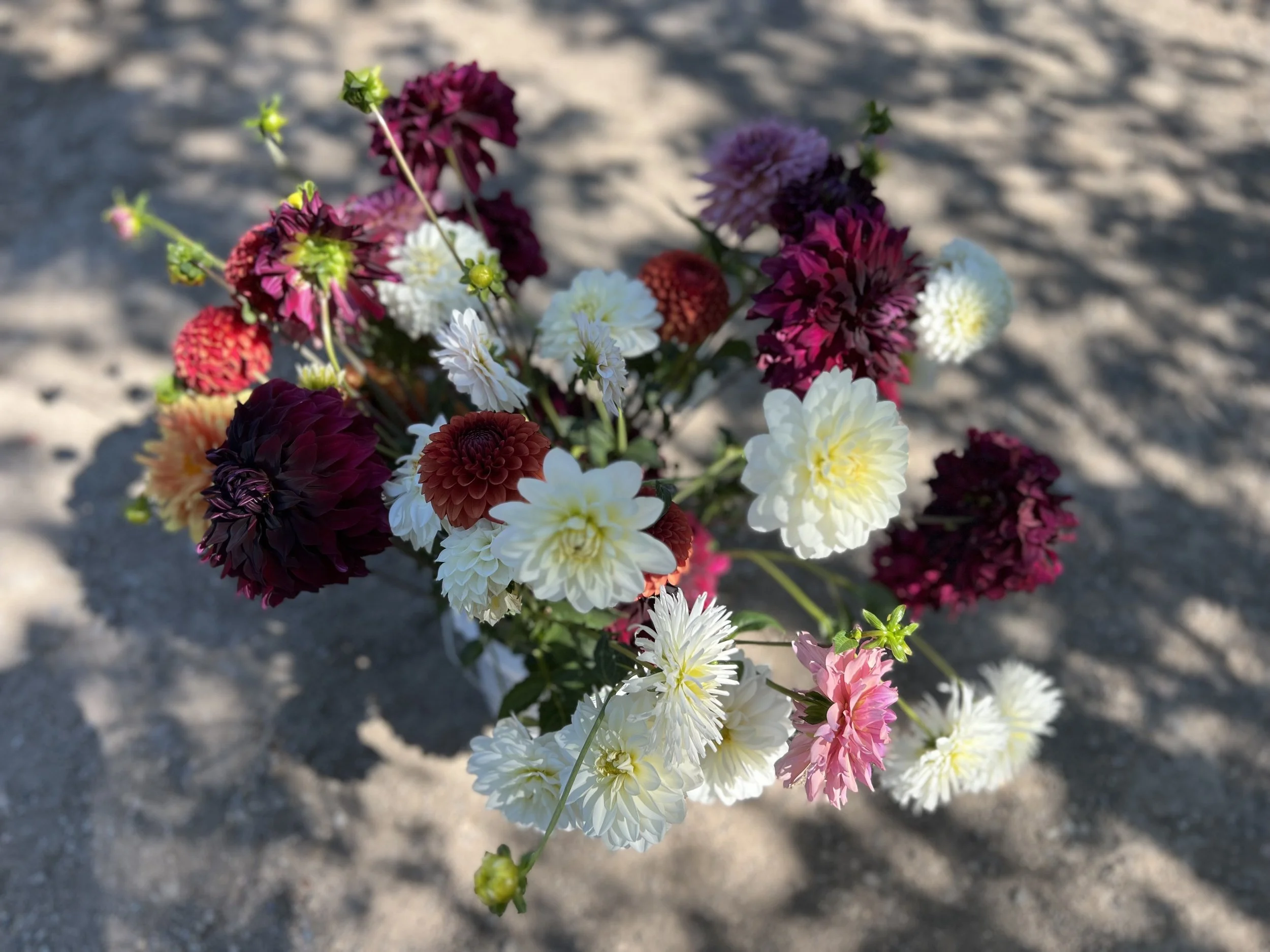 Colorful bouquet of various flowers, including white, pink, red, purple, and burgundy blooms, on a sandy ground with shadows.