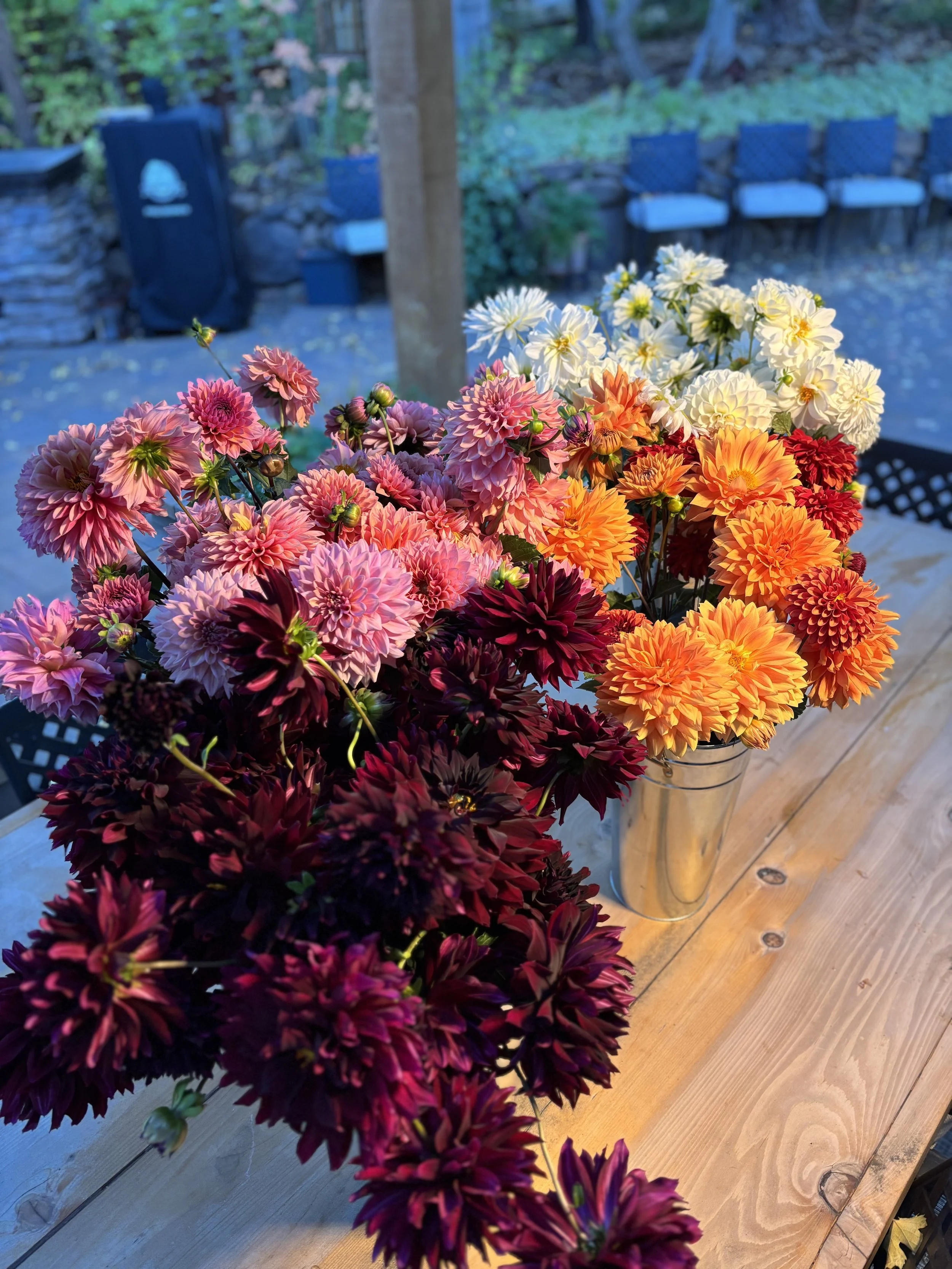 Vase with colorful dahlias on wooden table in an outdoor setting with chairs and trees in the background.