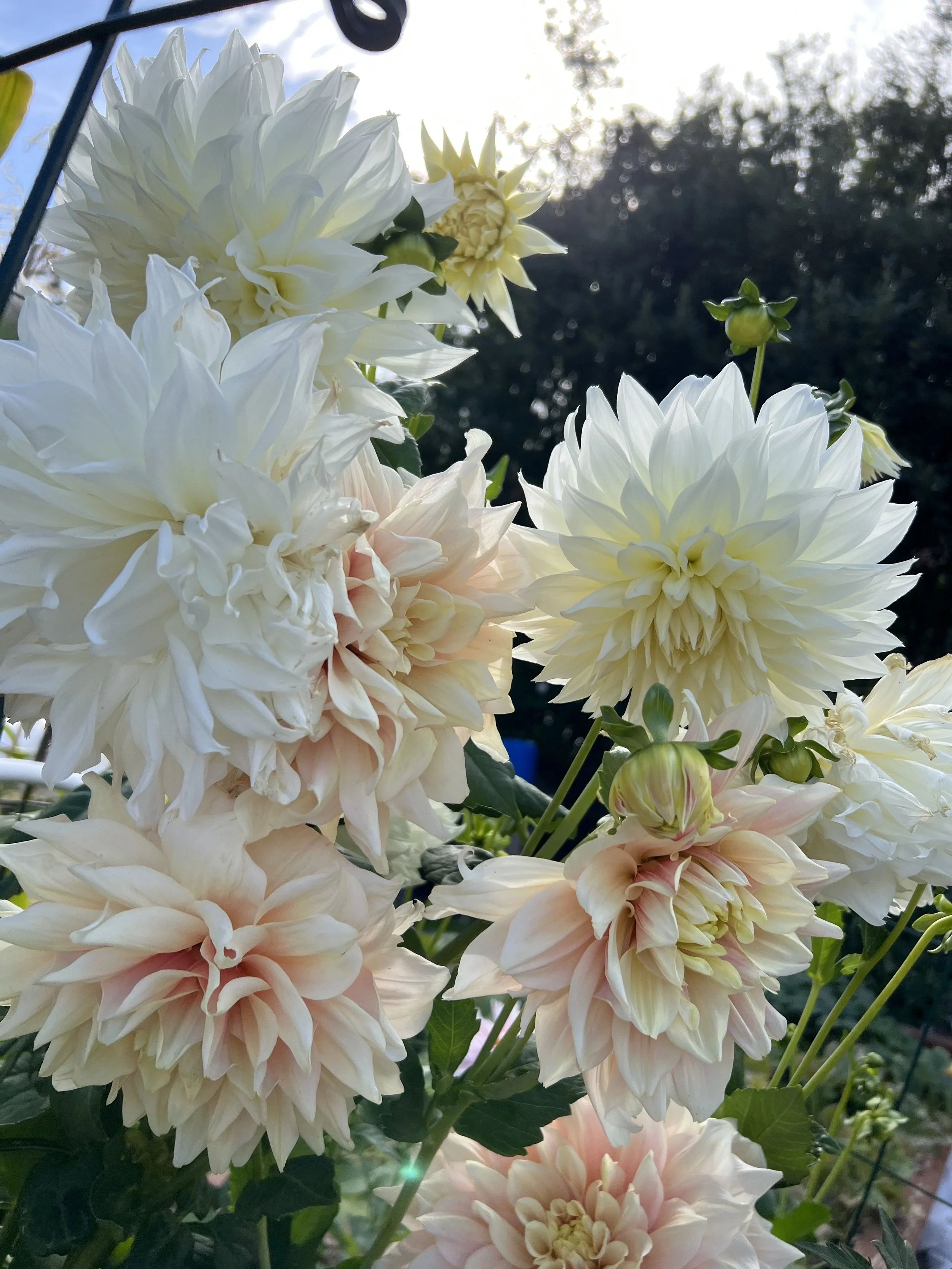 Close-up of white and light pink dahlias blooming in a garden with a dark background and blue sky