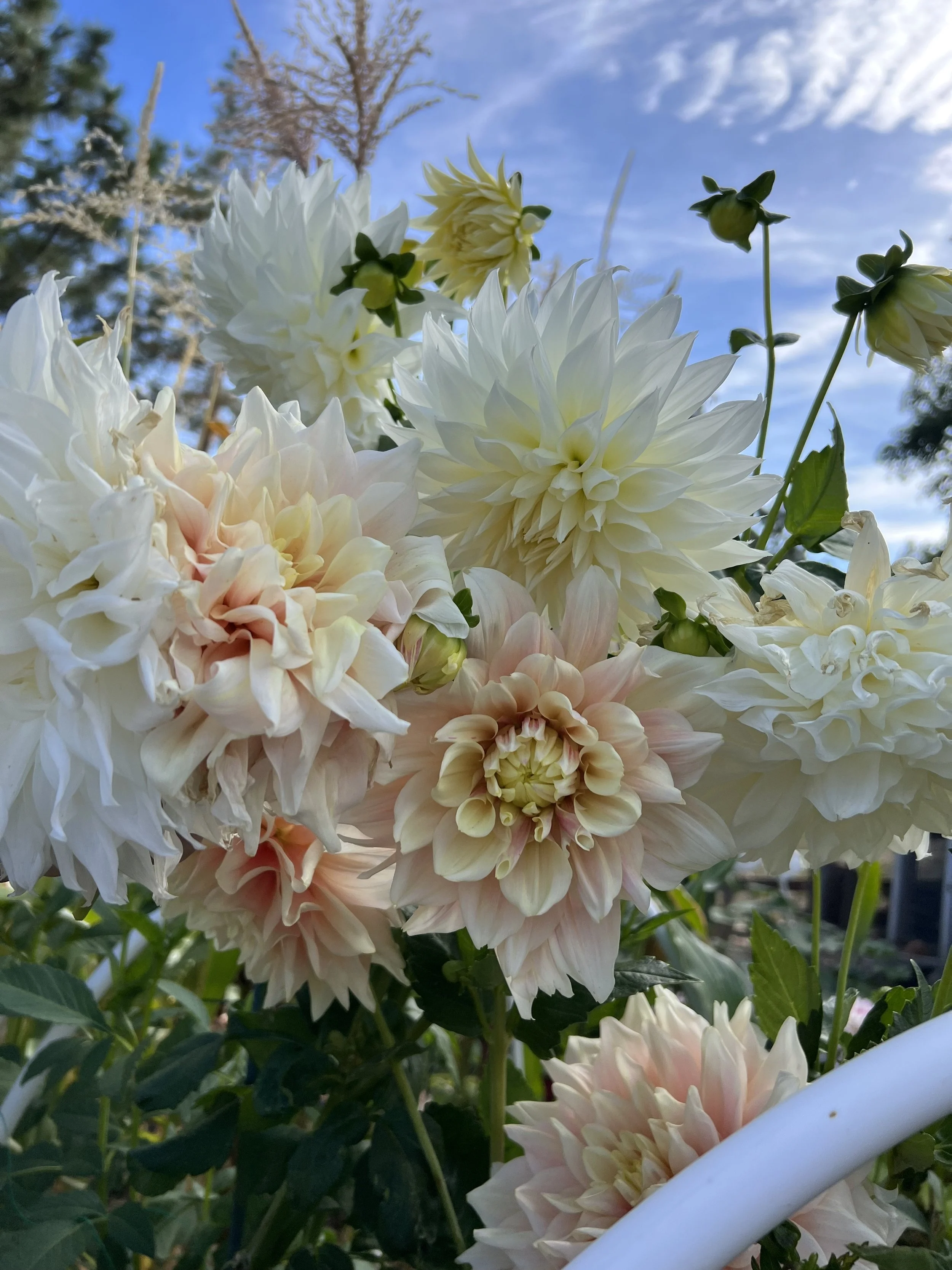 Close-up of creamy pink and white dahlias with a bright blue sky and some trees in the background.