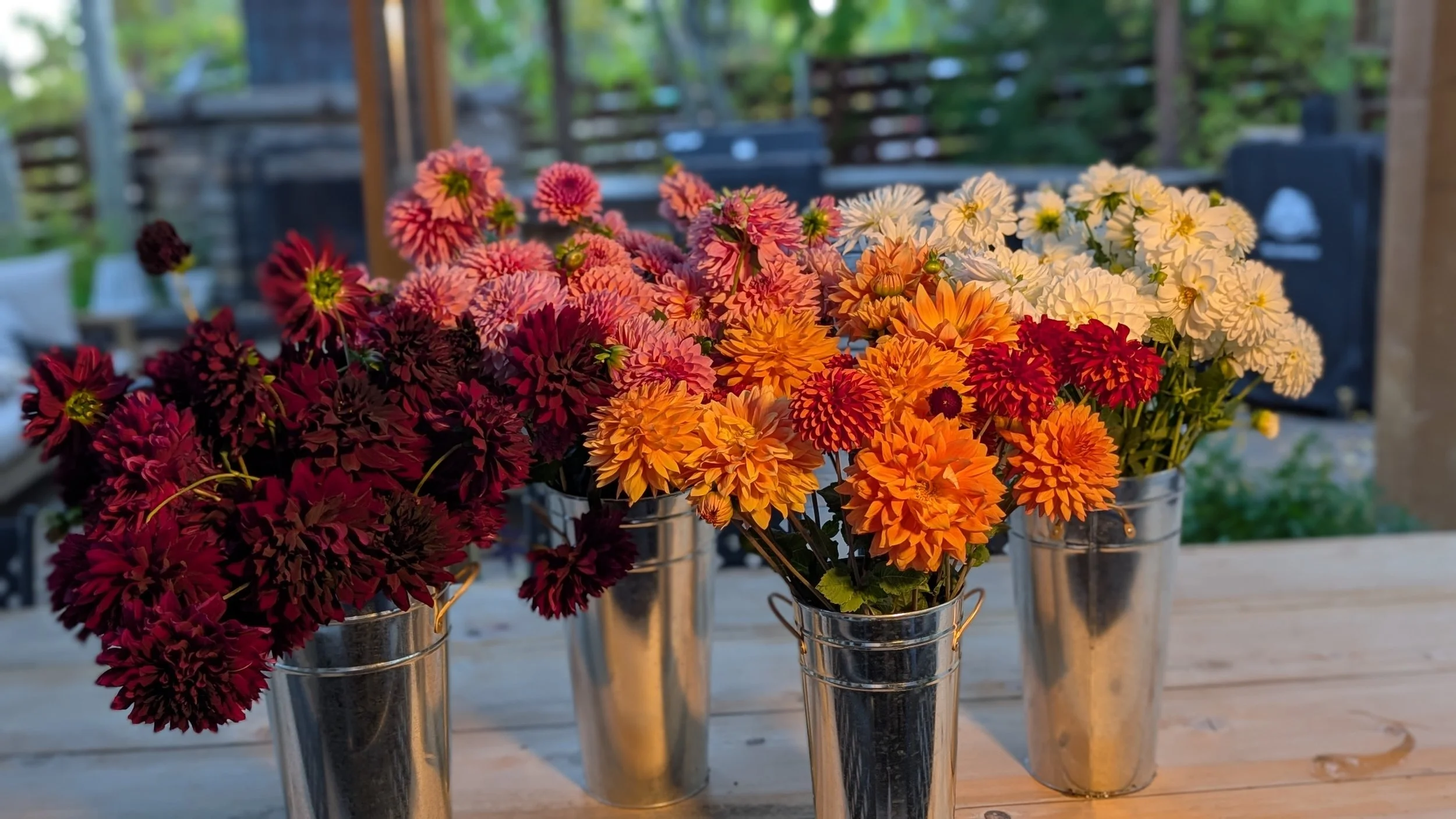 Three metal buckets filled with colorful dahlias, including deep red, pink, orange, and white varieties, placed on a wooden table outdoors.