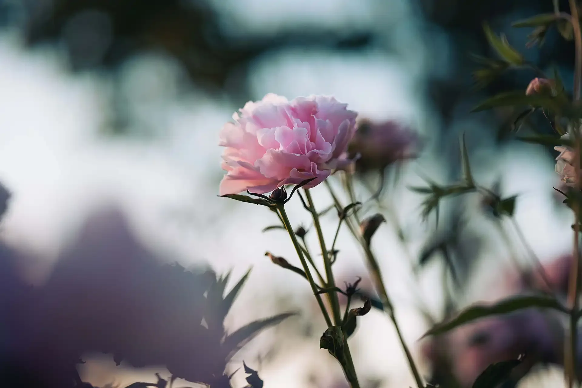 A pink flower in bloom with soft petals against a blurred natural background.